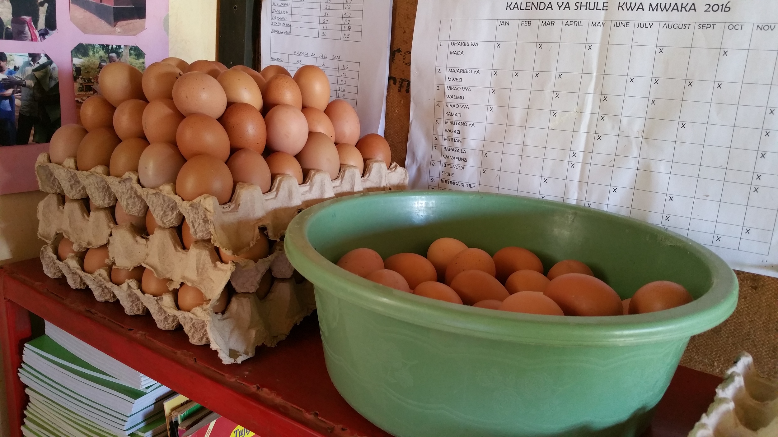 Eggs being collected and prepared for market