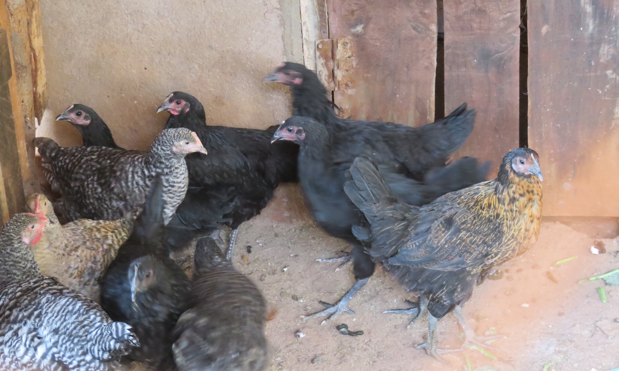 Egg production