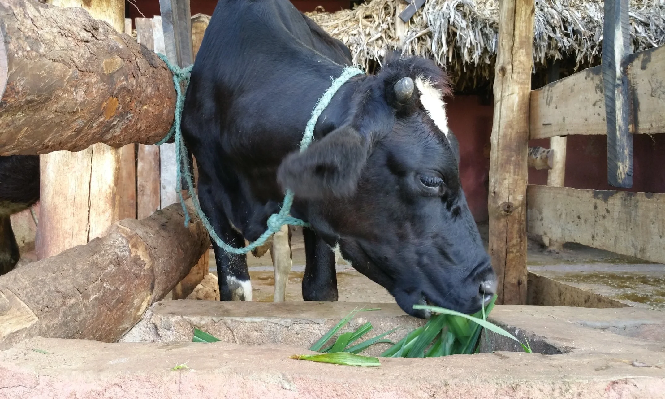 Dairy Cows
