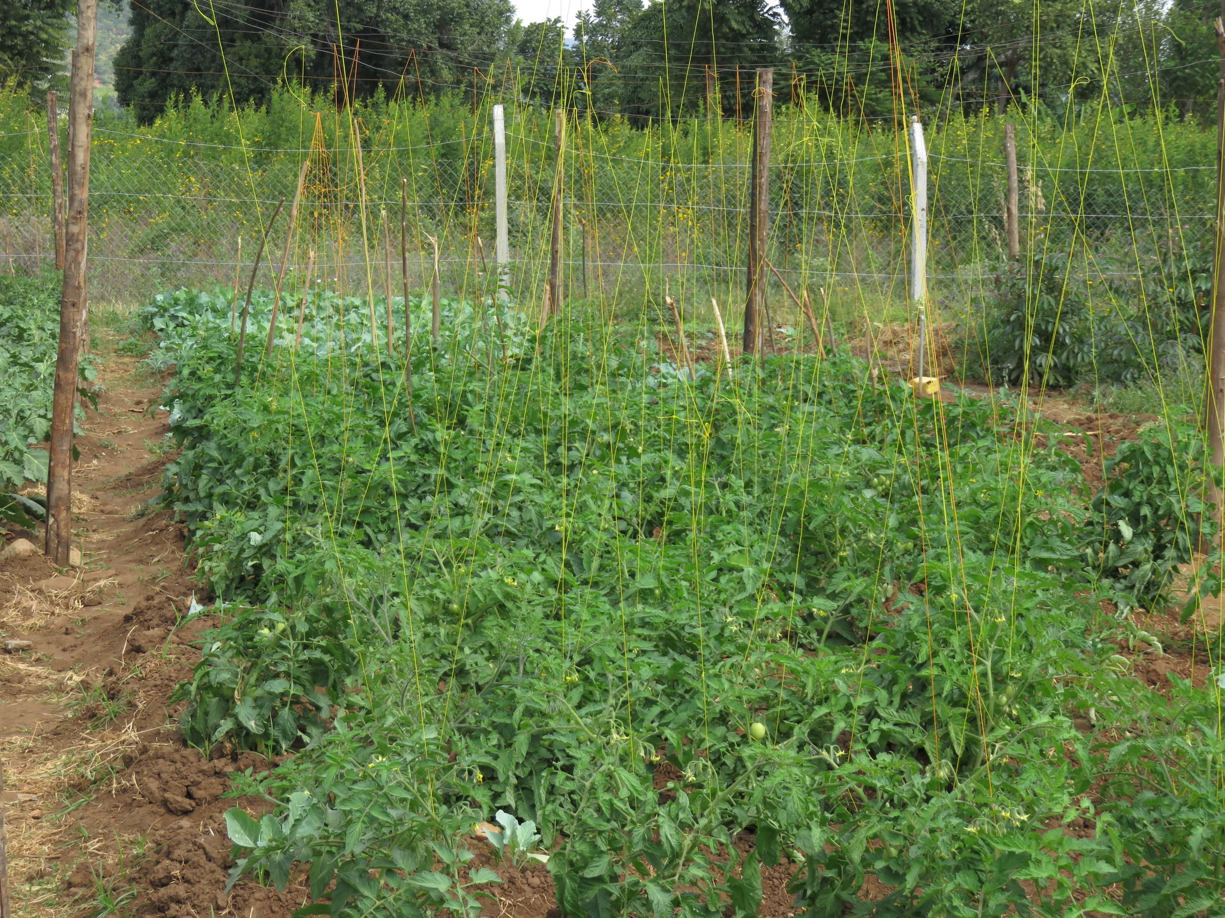 Vegetable Market Gardens