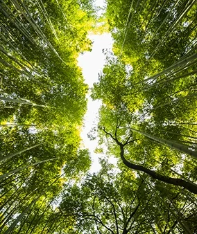 Just Another Movie About Japan