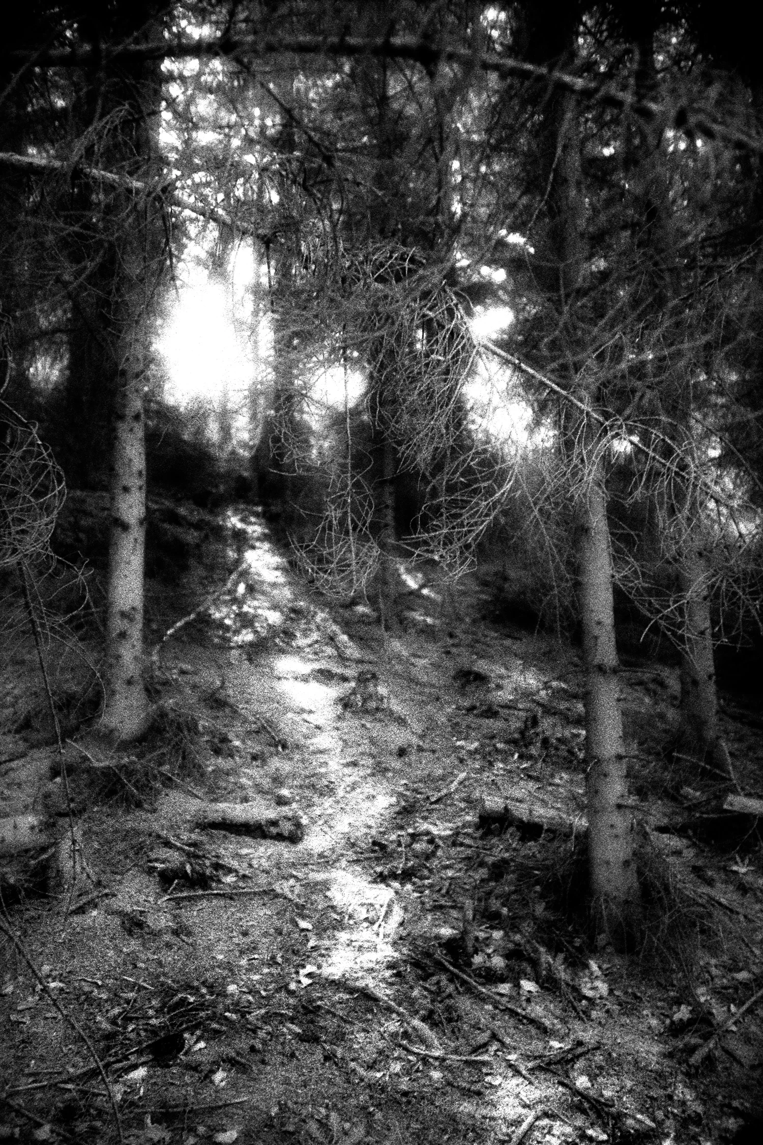 Forest