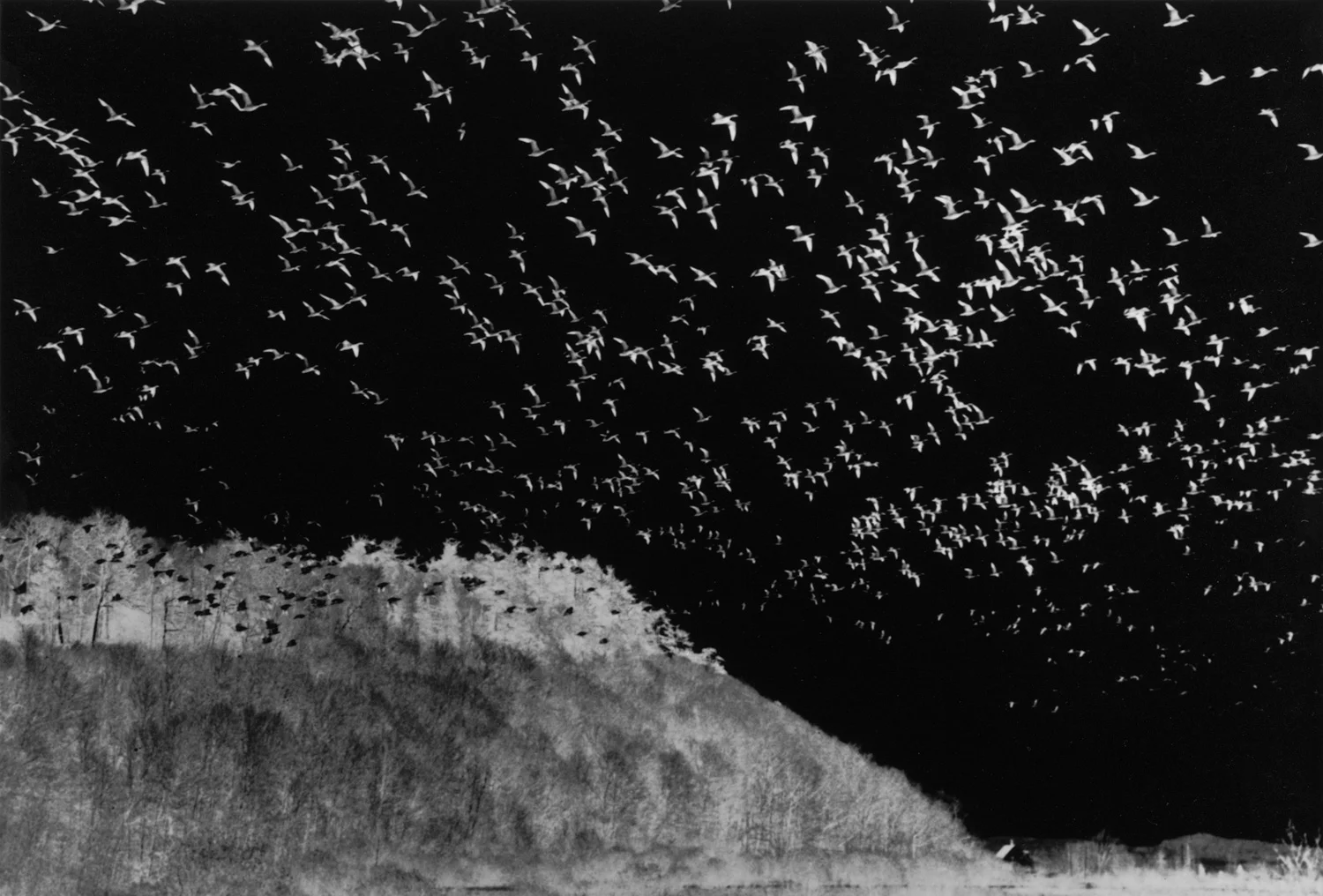 Bird Migration , Quebec, 1998 Negative gelatin silver print