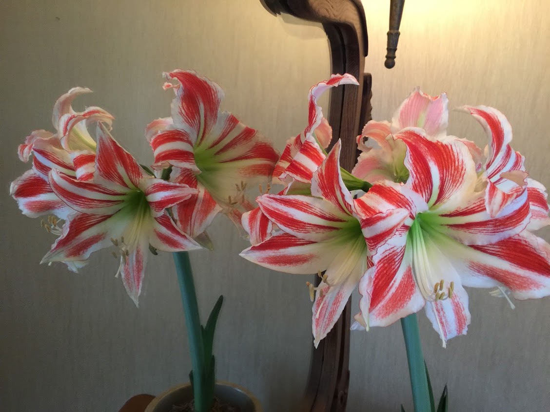Amaryllis bulbs in winter and early spring are a fantastic way to enjoy gardening before the season begins. This bulb was a gift from Jack de Vroomen from De Vroomen Gardens in Holland. He must have kissed it with his magic, as this is the third bloom! The first was in early March, 2 flower stalks with triple flowers. in April it bloomed for the second time, one single stalk with 6 flowers. Here we are in May, with the third bloom. One single stalk with six flowers again!!!! 