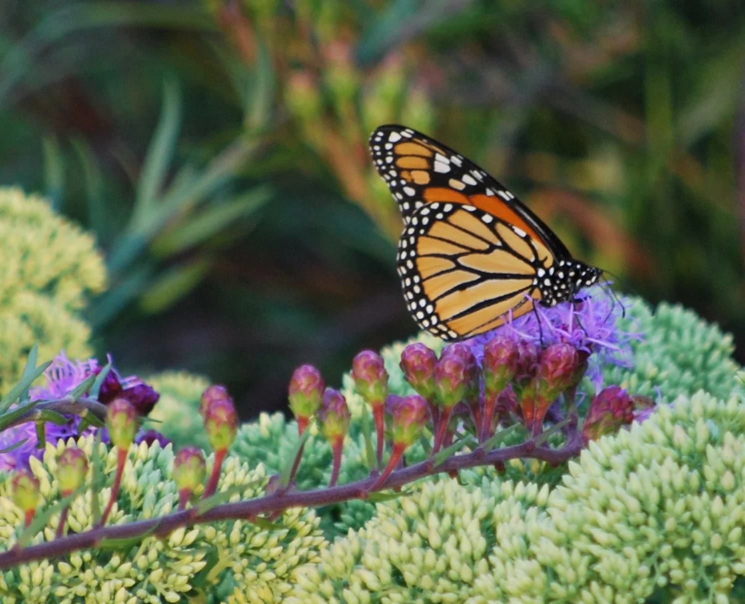 A few years ago, I purchased my first Liatris ligulistylis on the recommendation of the Native Plant Specialists from Pizzo Nursery. I was told it was the Ultimate Monarch Magnet. The very next summer, I raised my first Monarch, and truth be told, when I released him, he flew directly to this native Liatris. No kidding! Mother nature is so miraculous, the first flower bloomed the very day my Monarch was ready for that sweet nectar. From that day forward, I had multiple Monarchs flittering around my garden all summer long. Last year we had a very wet spring, and to my dismay, the Liatris died off just as it was blooming, and it was a really sad year for the Monarch, so this year I couldn't miss the opportunity to purchase more Liatris from Pizzo at the ILCA Summer Days Event. They only had Liatris aspera, which is another favorite of the Monarch, so I happily purchased a dozen. On my way to the car with the plants, out of nowhere comes the first visitor, just as Jack Pizzo walked up, yes, this is true! The next day when I took the plants out of my car, guess what happened? You got it! A beautiful Monarch flew right over and rested on the flower. Can't help but love Mother Nature and her antics!
