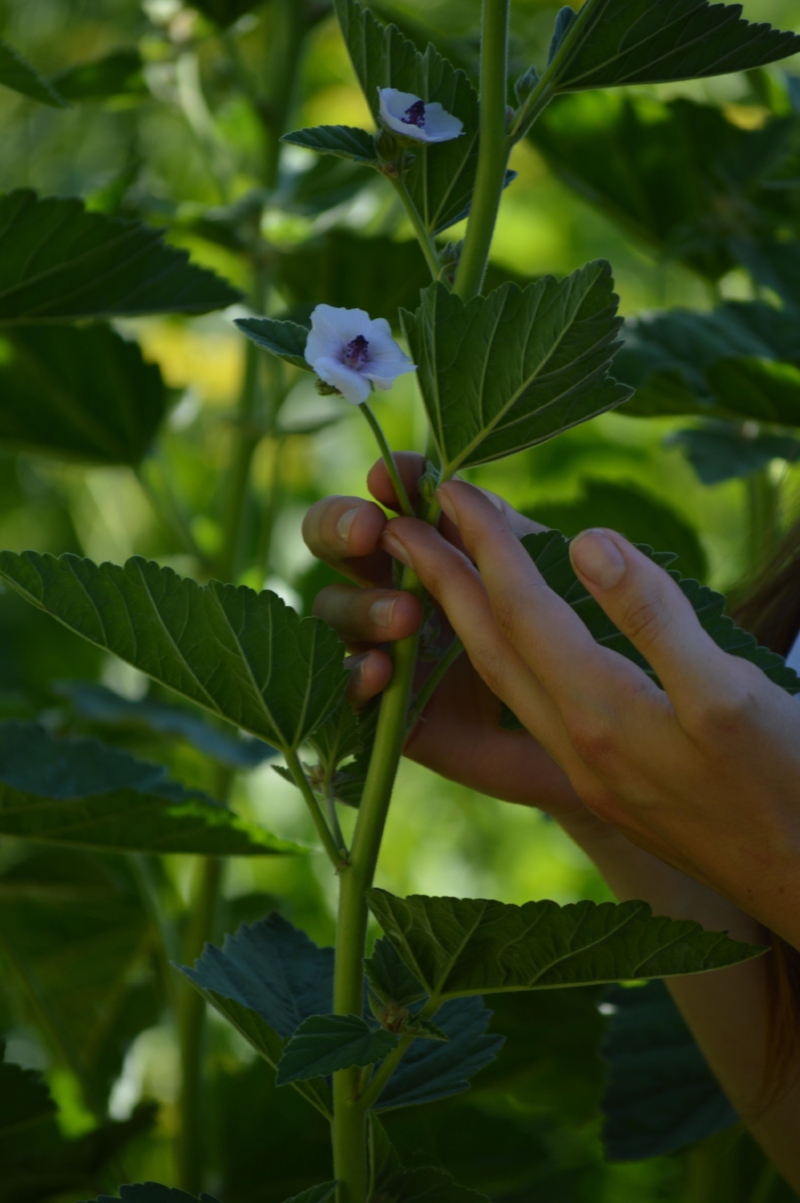 Althea (marshmallow) growing in my garden. Both the leaves and the root contain mucilaginous substances that soothe irritation. 