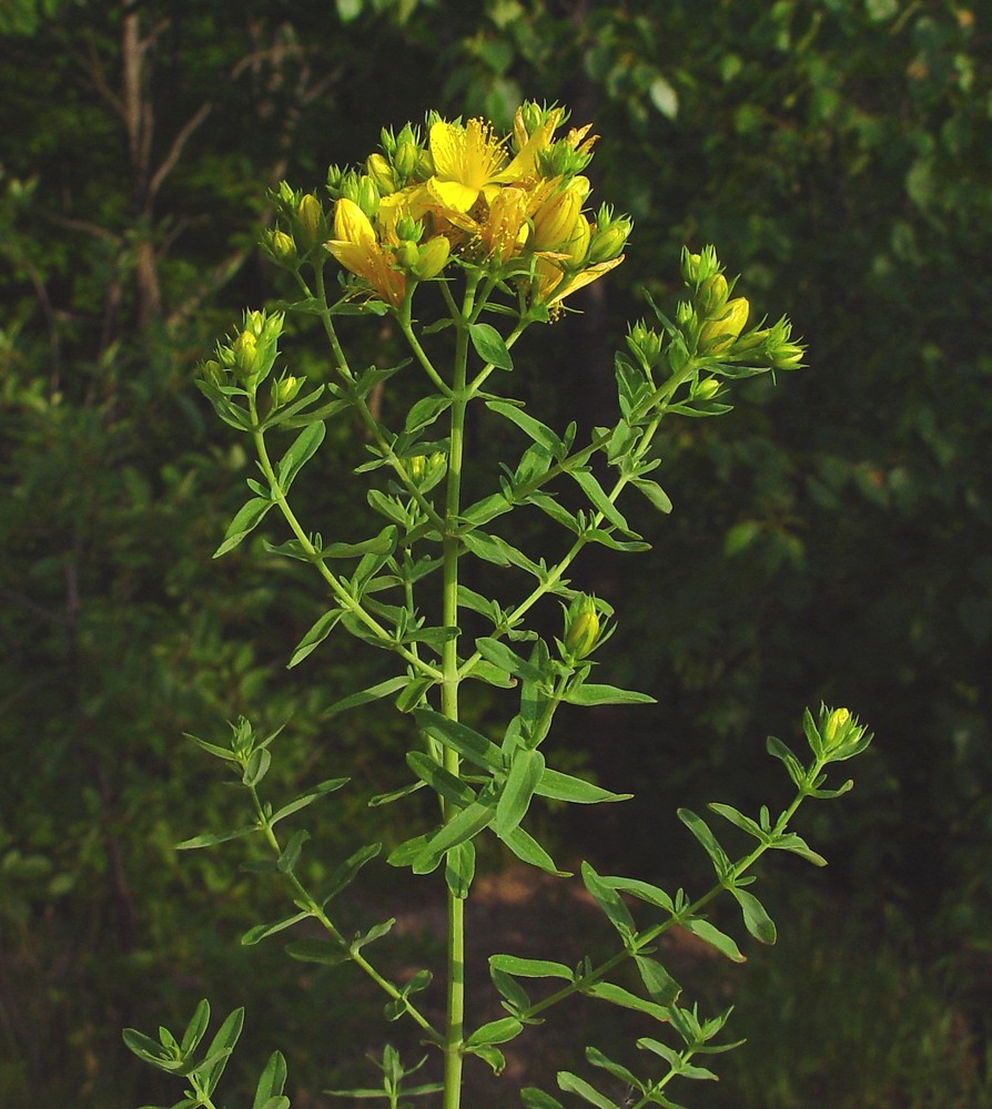 Grass John s Wort a prostatitisből A prosztata fibrózisban kalcinál