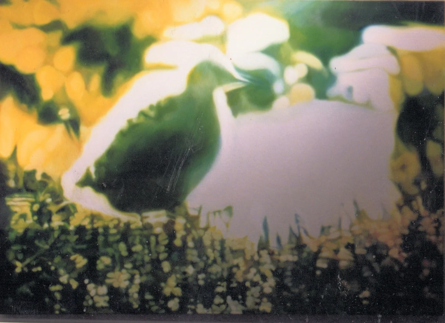 Nature Show Duckling