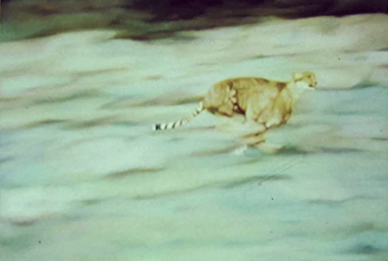 Nature Show Cheetah (Sold)