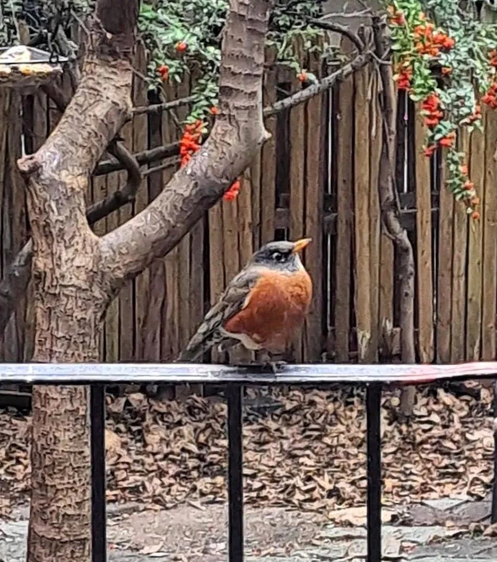 Round Robin