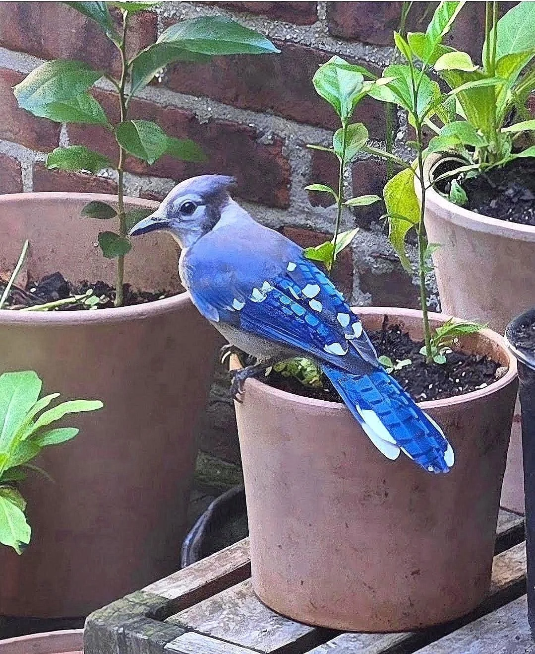 Blue Jay