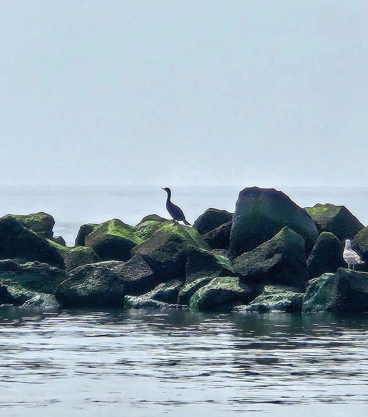Oystercatcher