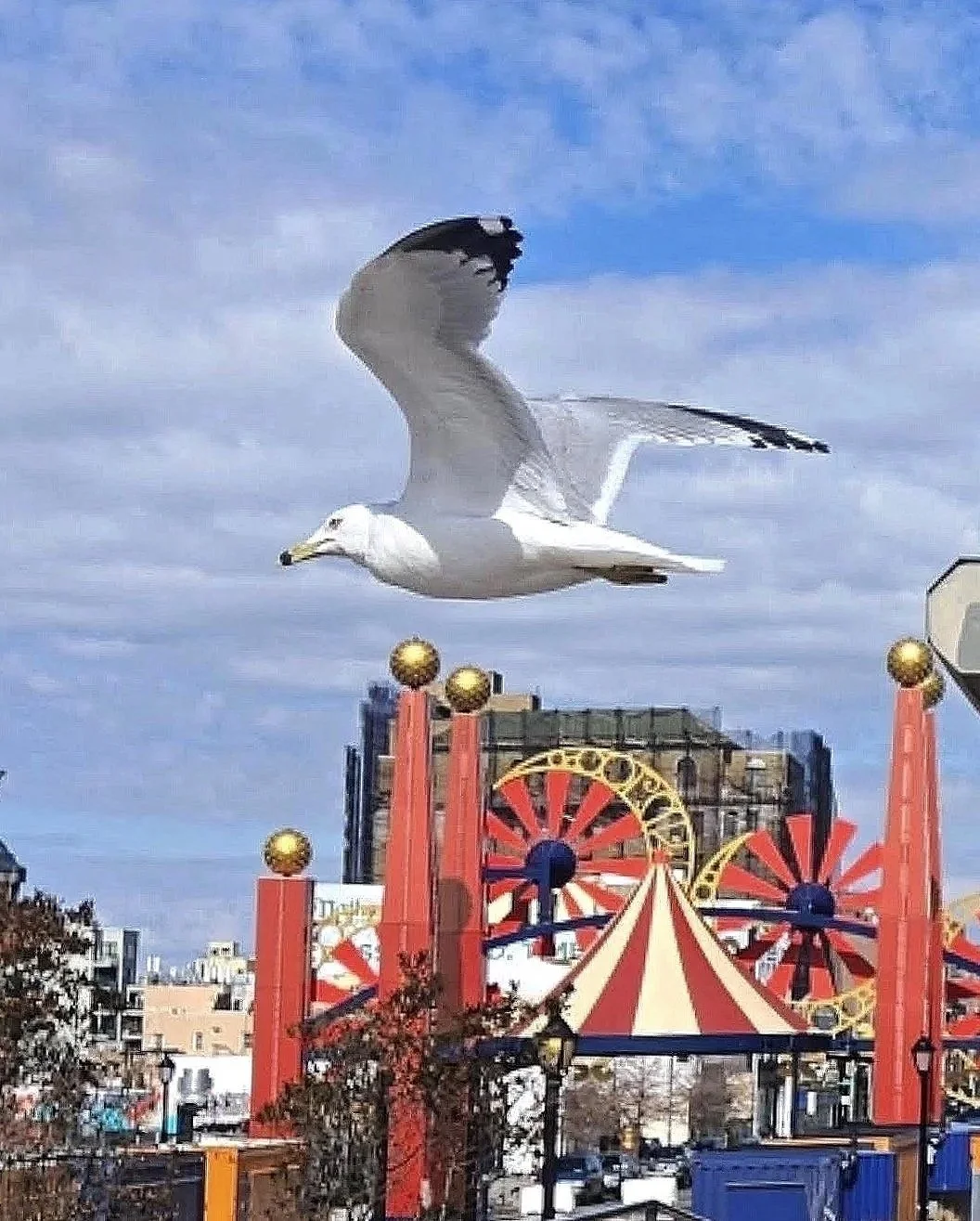 Seagull Paradise