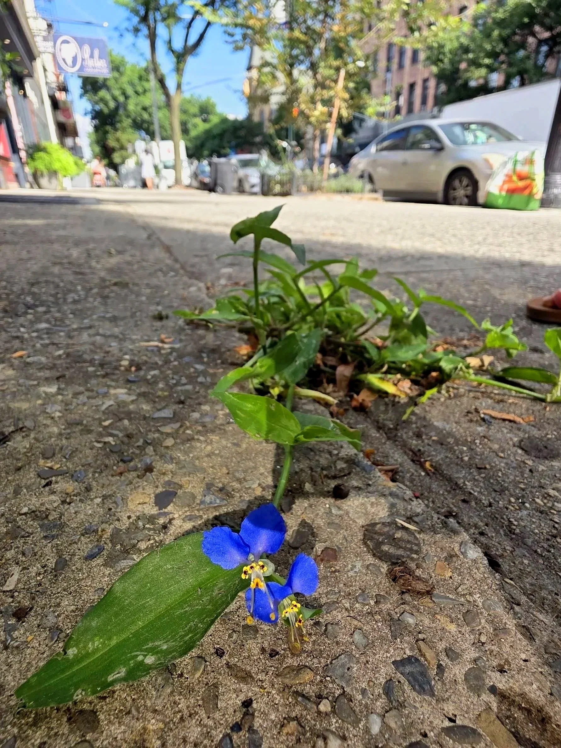 Little Weed
