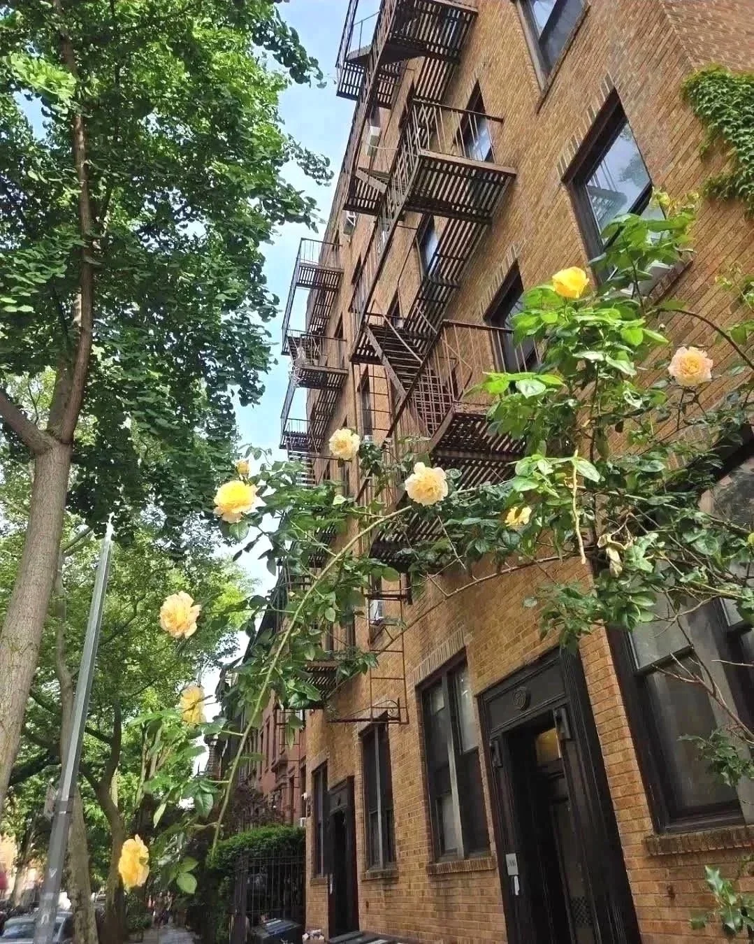 Yellow Roses
