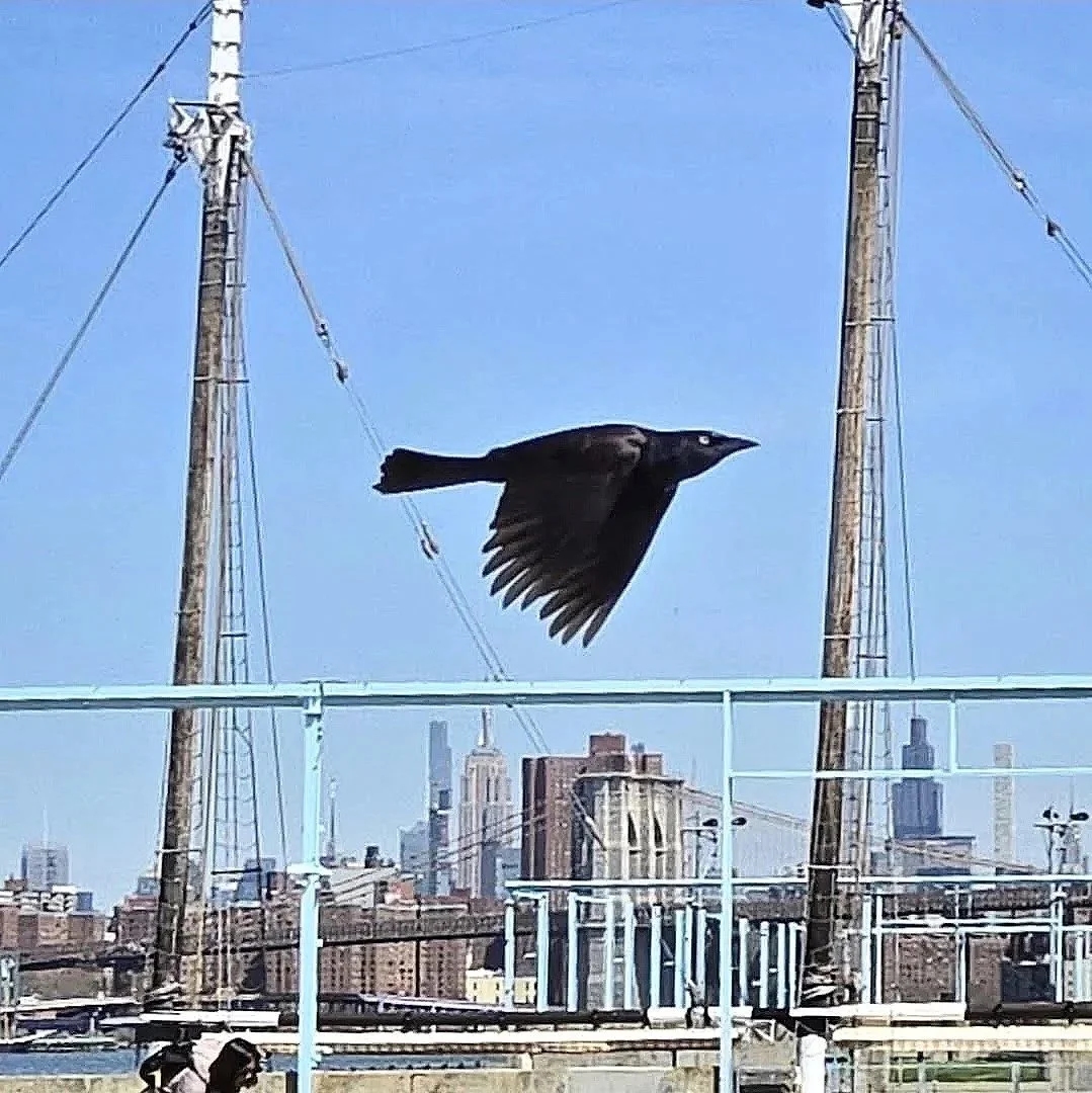 Bird's-eye