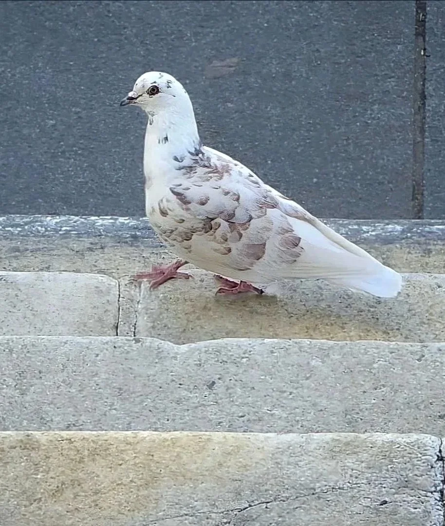 Passerby