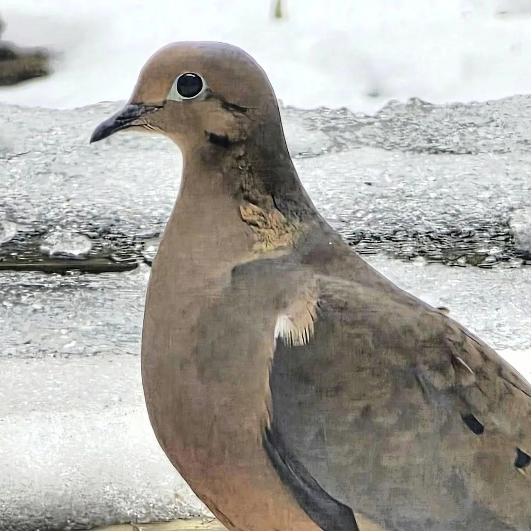 Mourning Dove