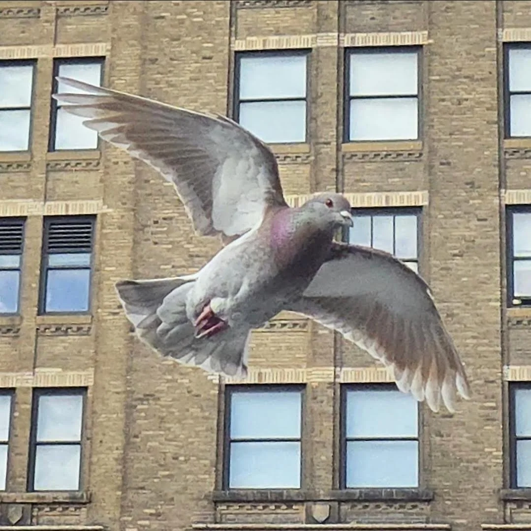 Angel in the City