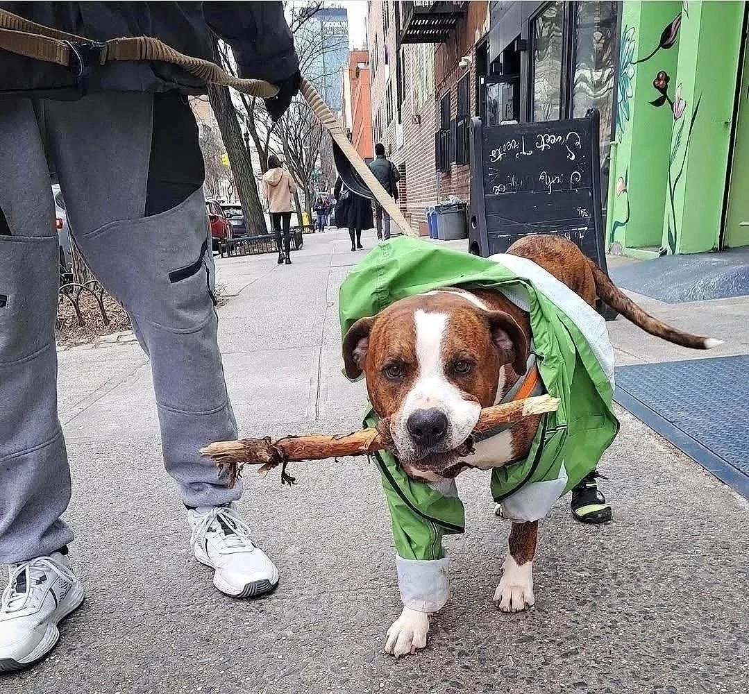 Big Stick