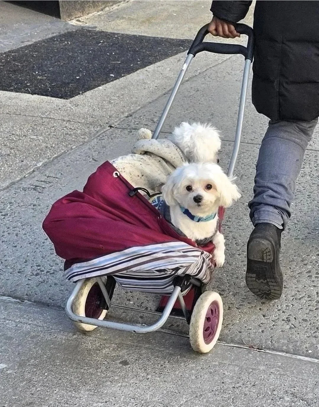 Double Stroller