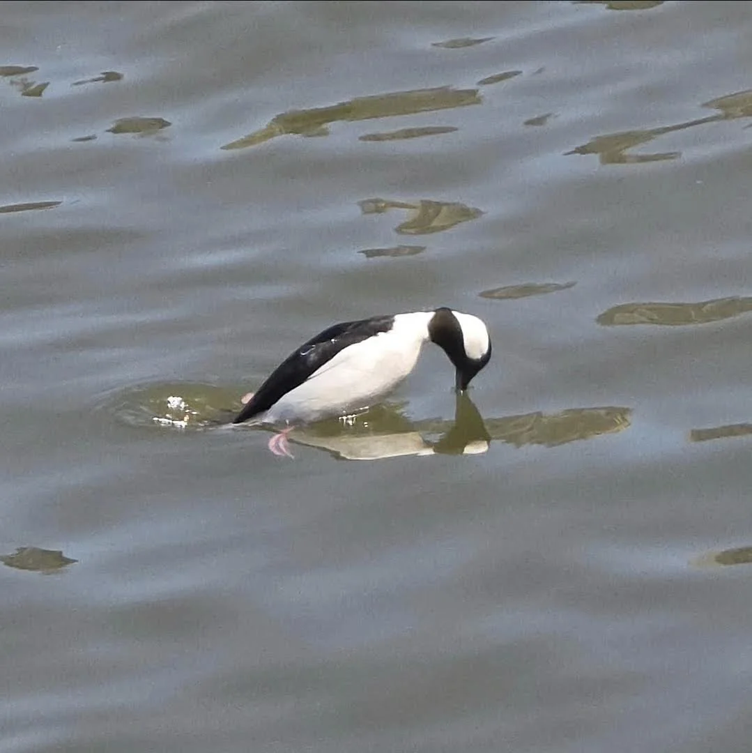Bufflehead
