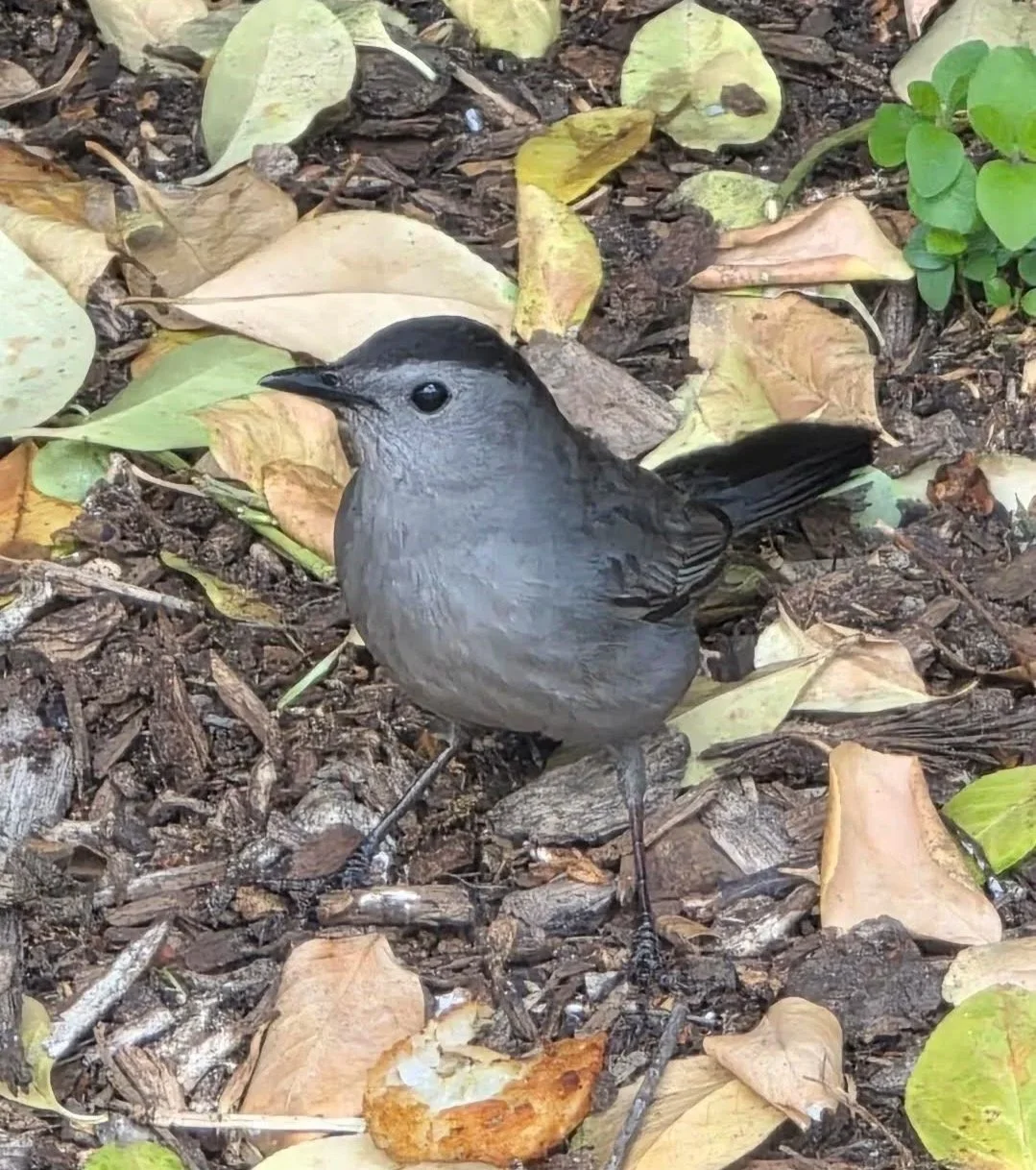 Catbird