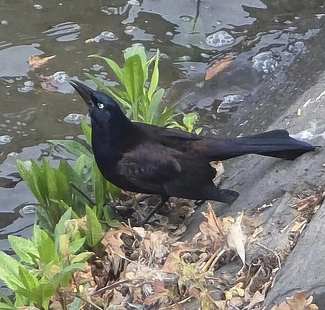 Grackle