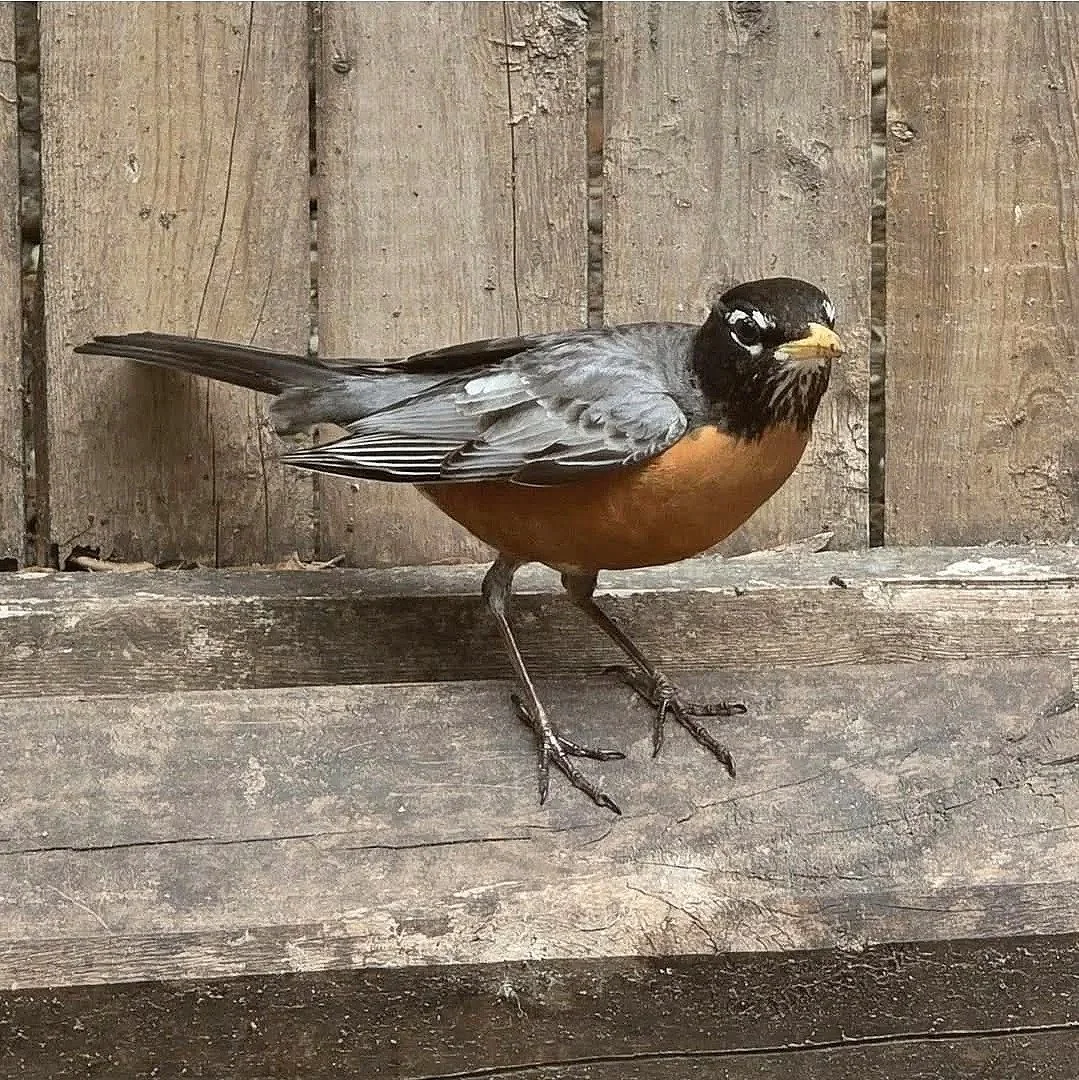 Robin