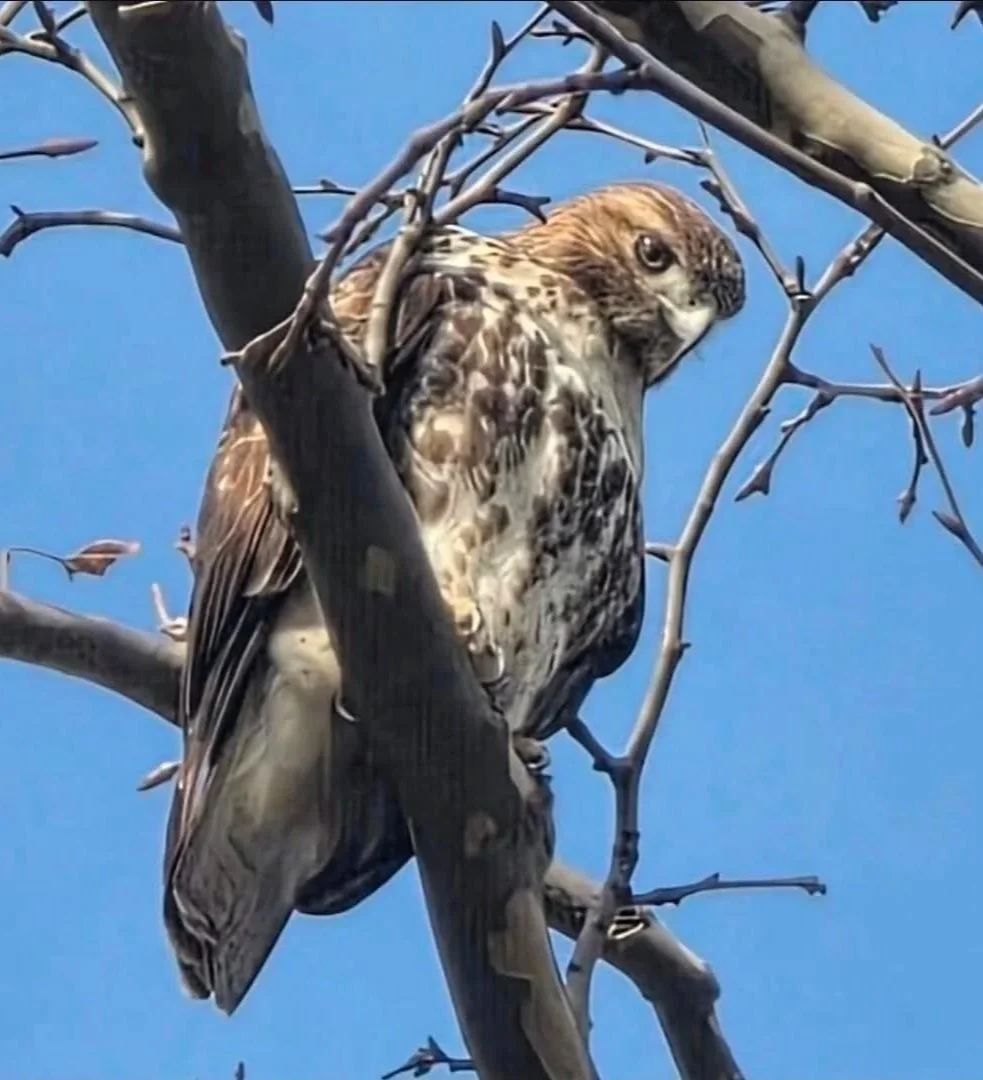 Watcher
