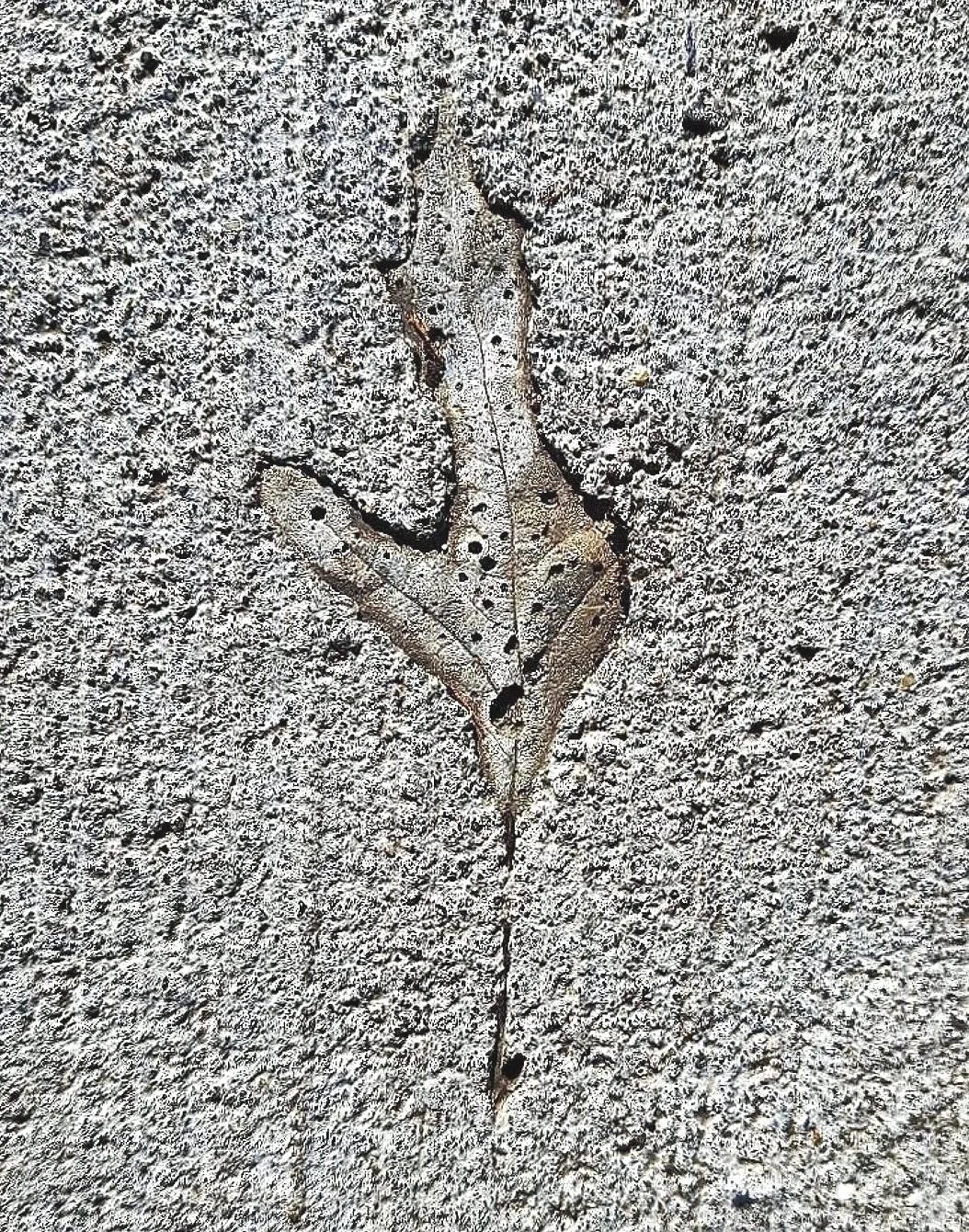 Fossil