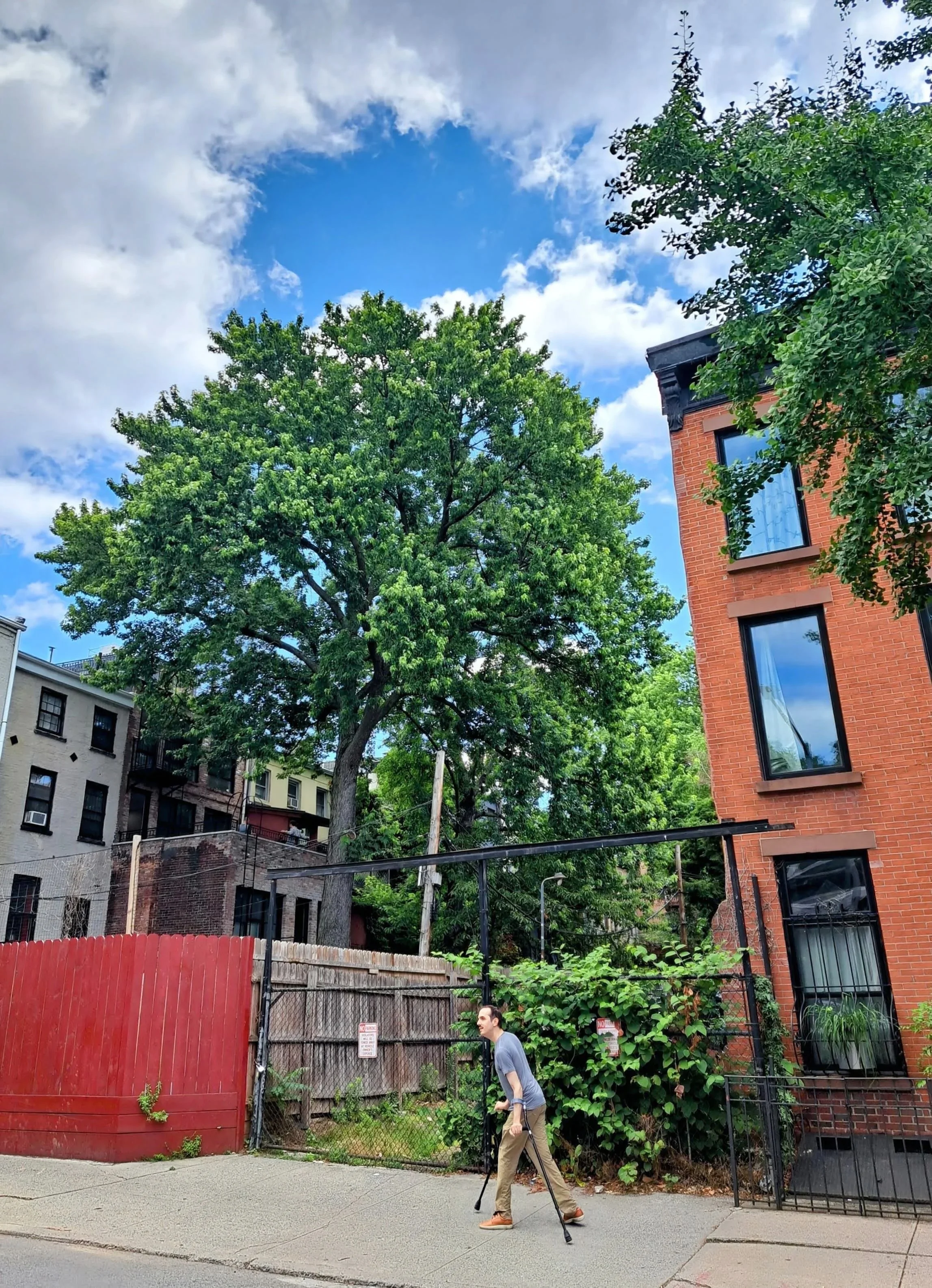 Backyard Tree