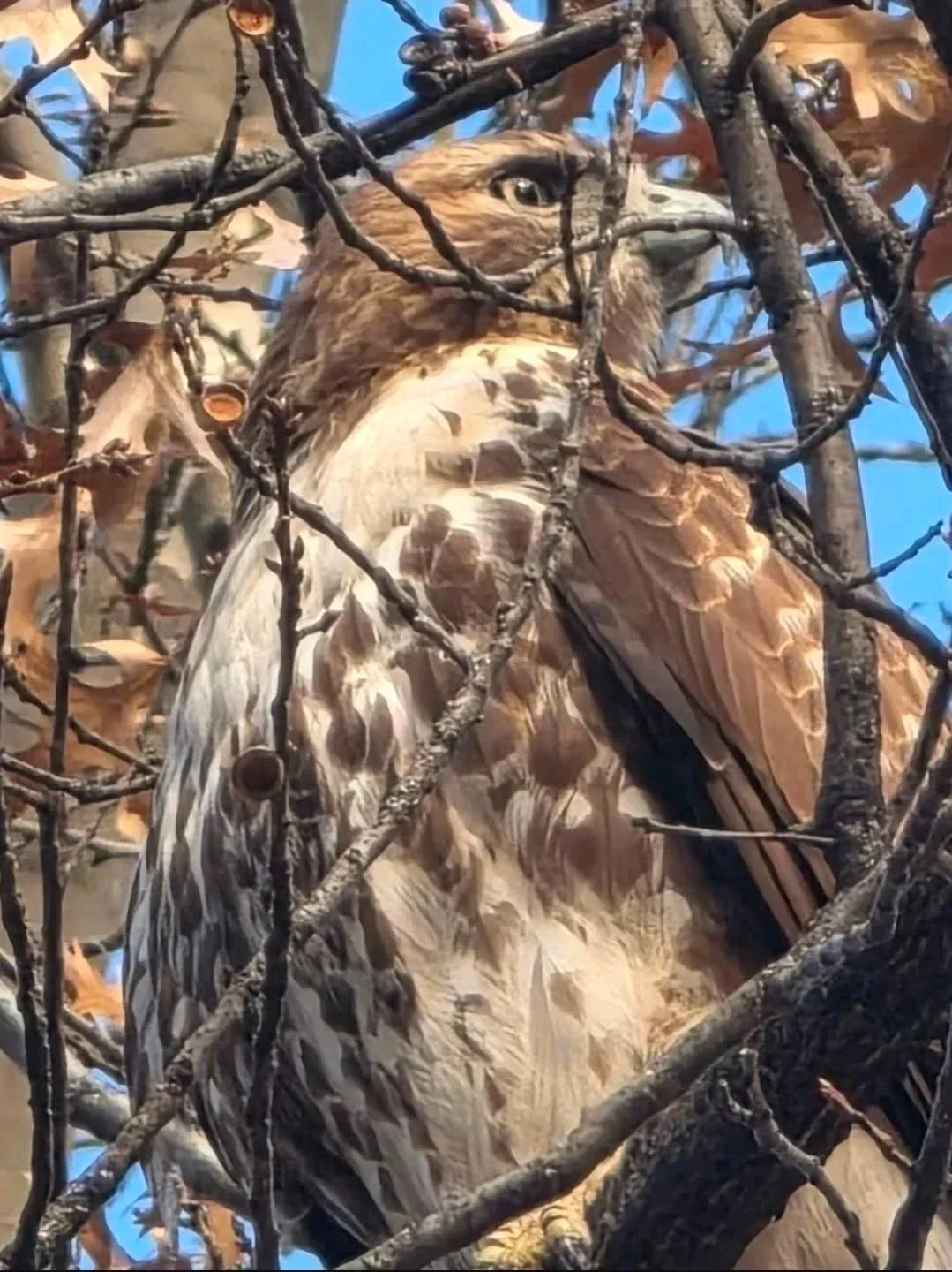 Hawk Eye