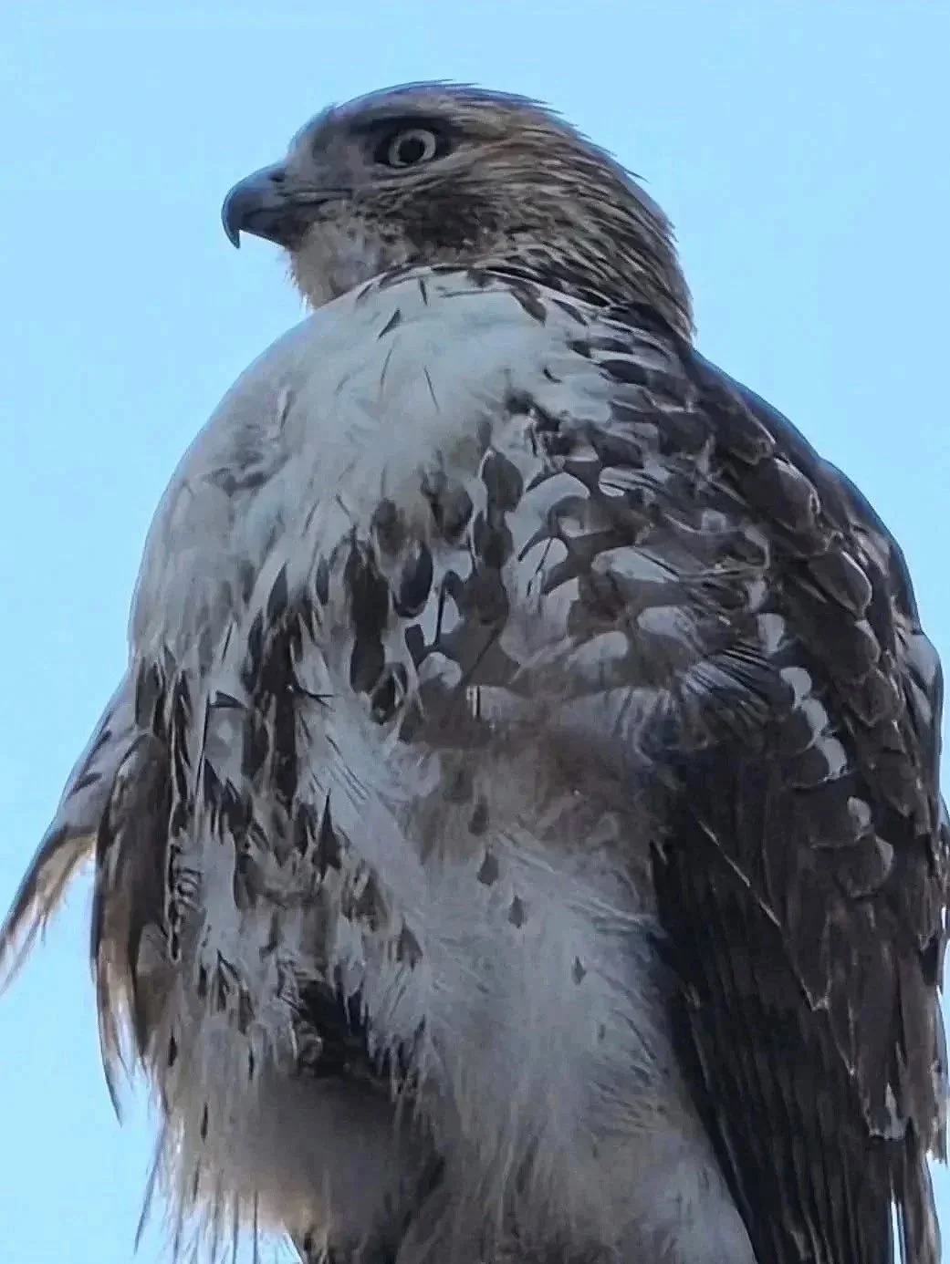 Sentinel