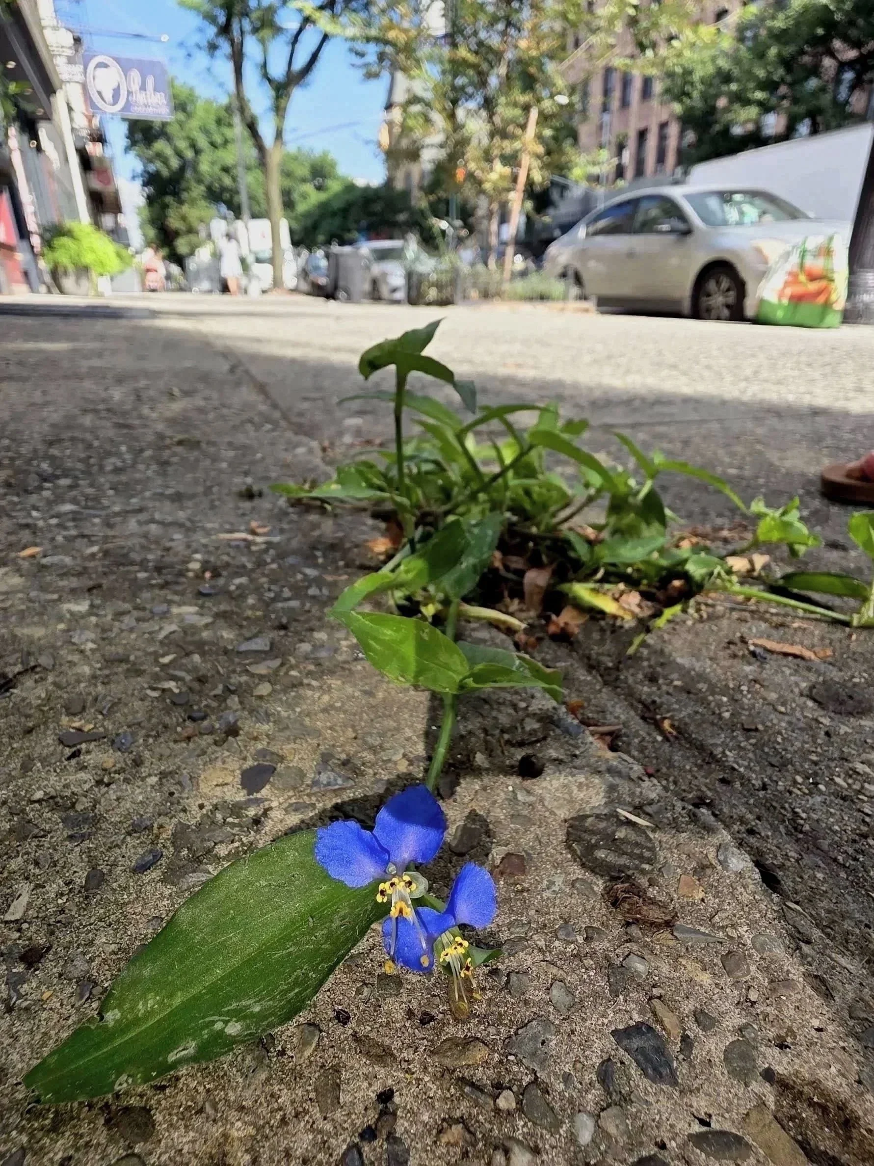 Little Weed