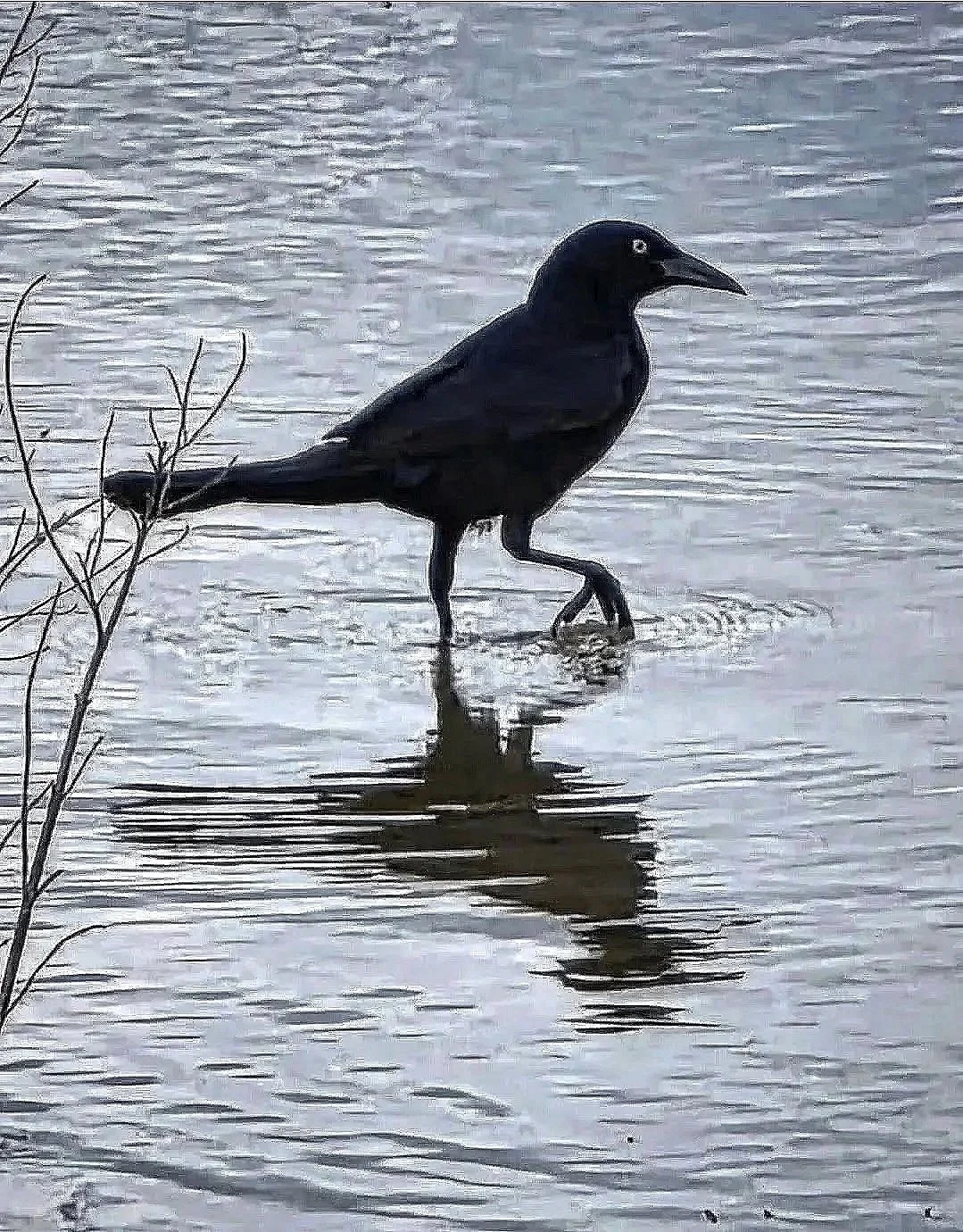 Strut