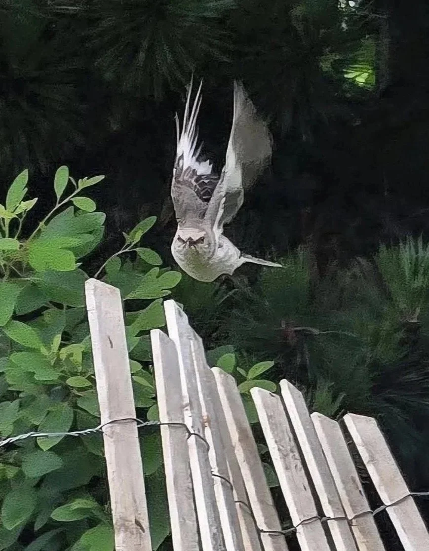 Angry Bird