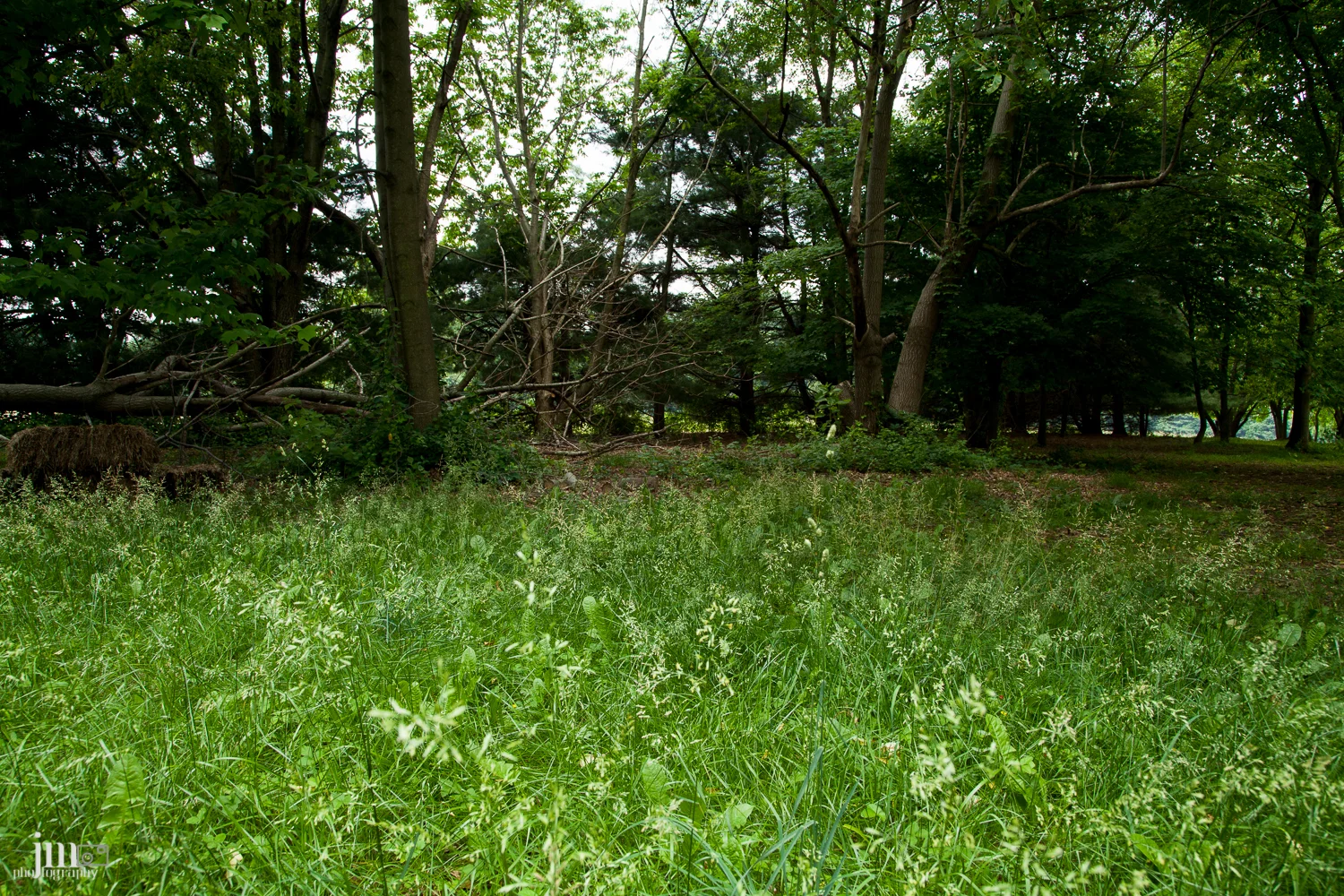 Rebecca's backyard...well part of it. She's got a lot of land.