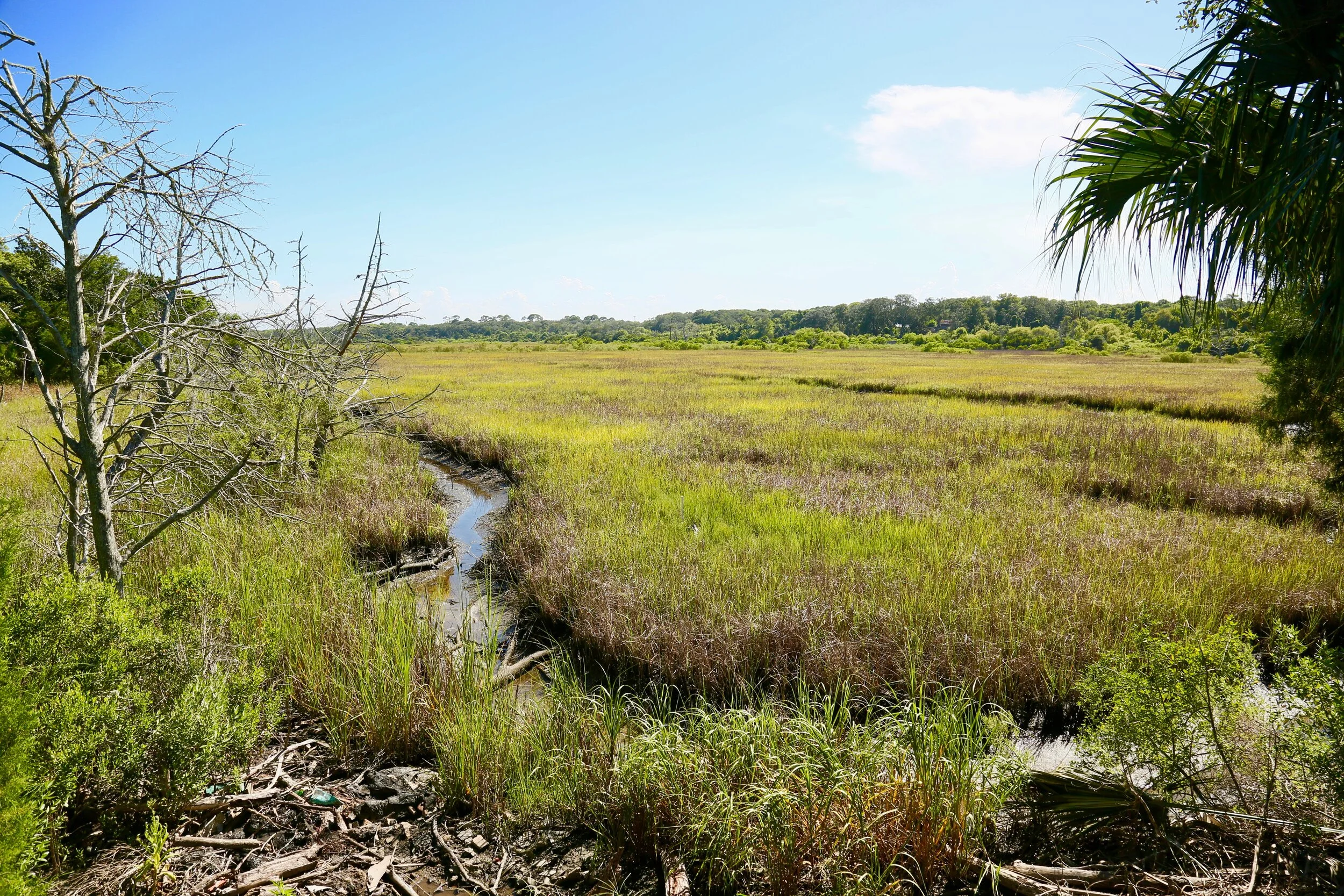 9 Birdwatching Sites in Northeast Florida — Timoti's