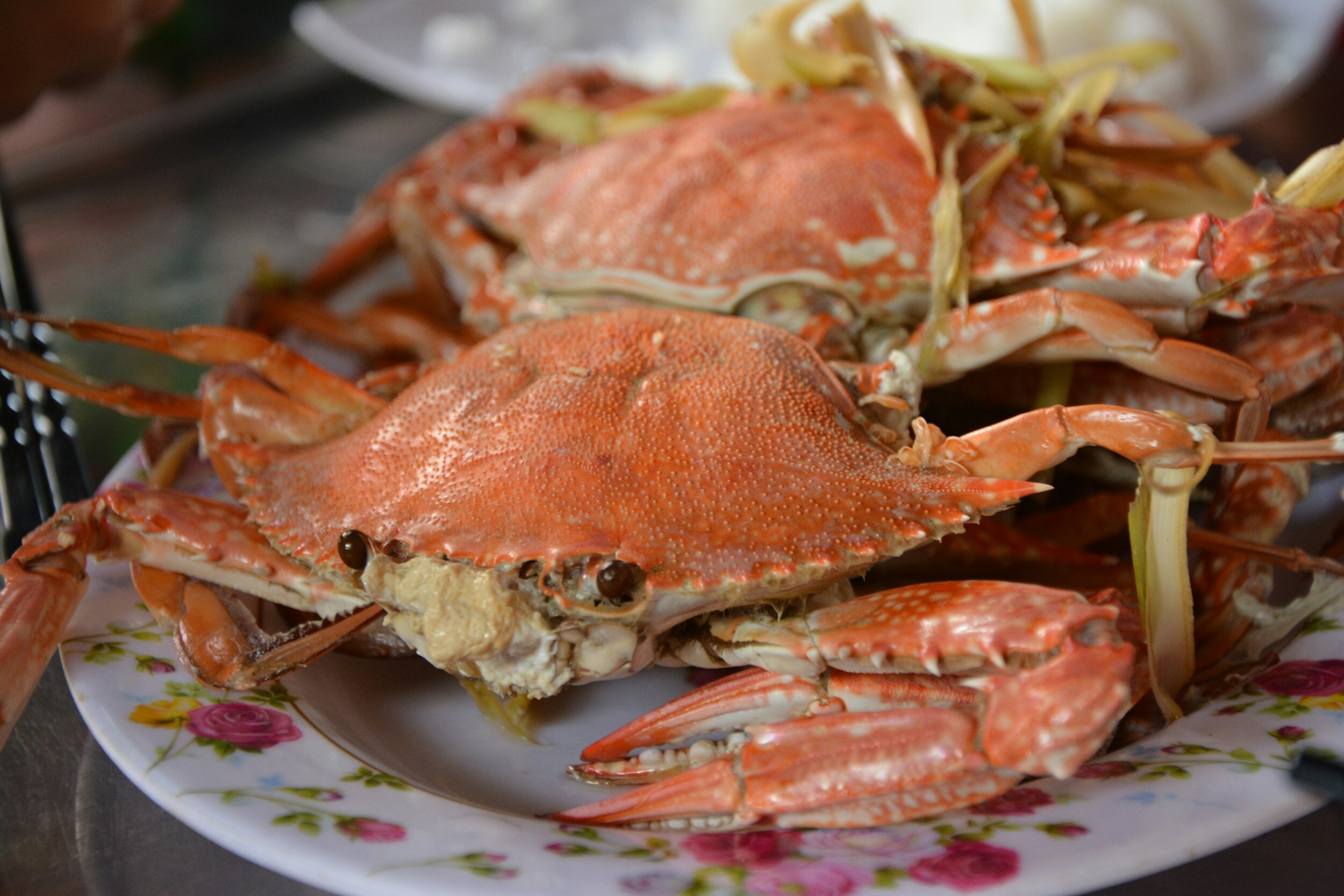 How to Go Crabbing — Timoti's