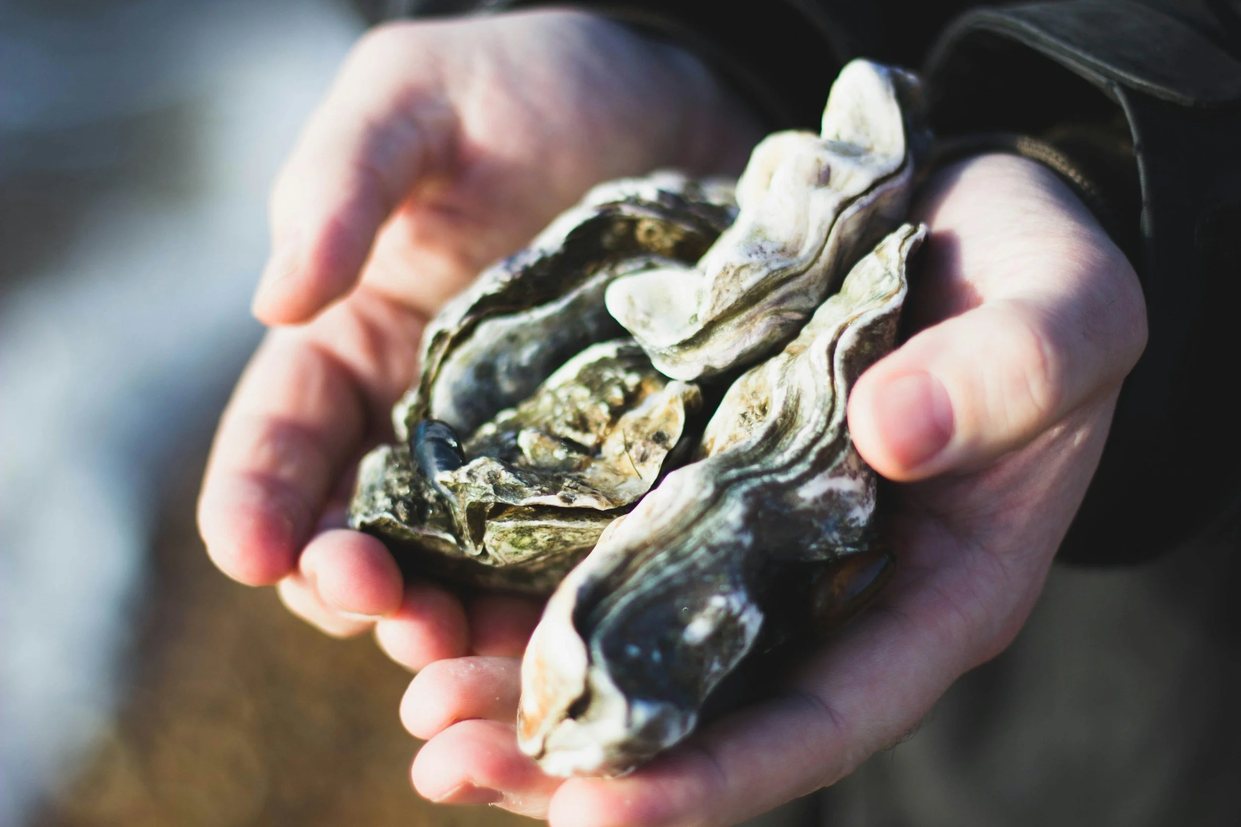 The Role of Oysters in Keeping Florida Waters Clean