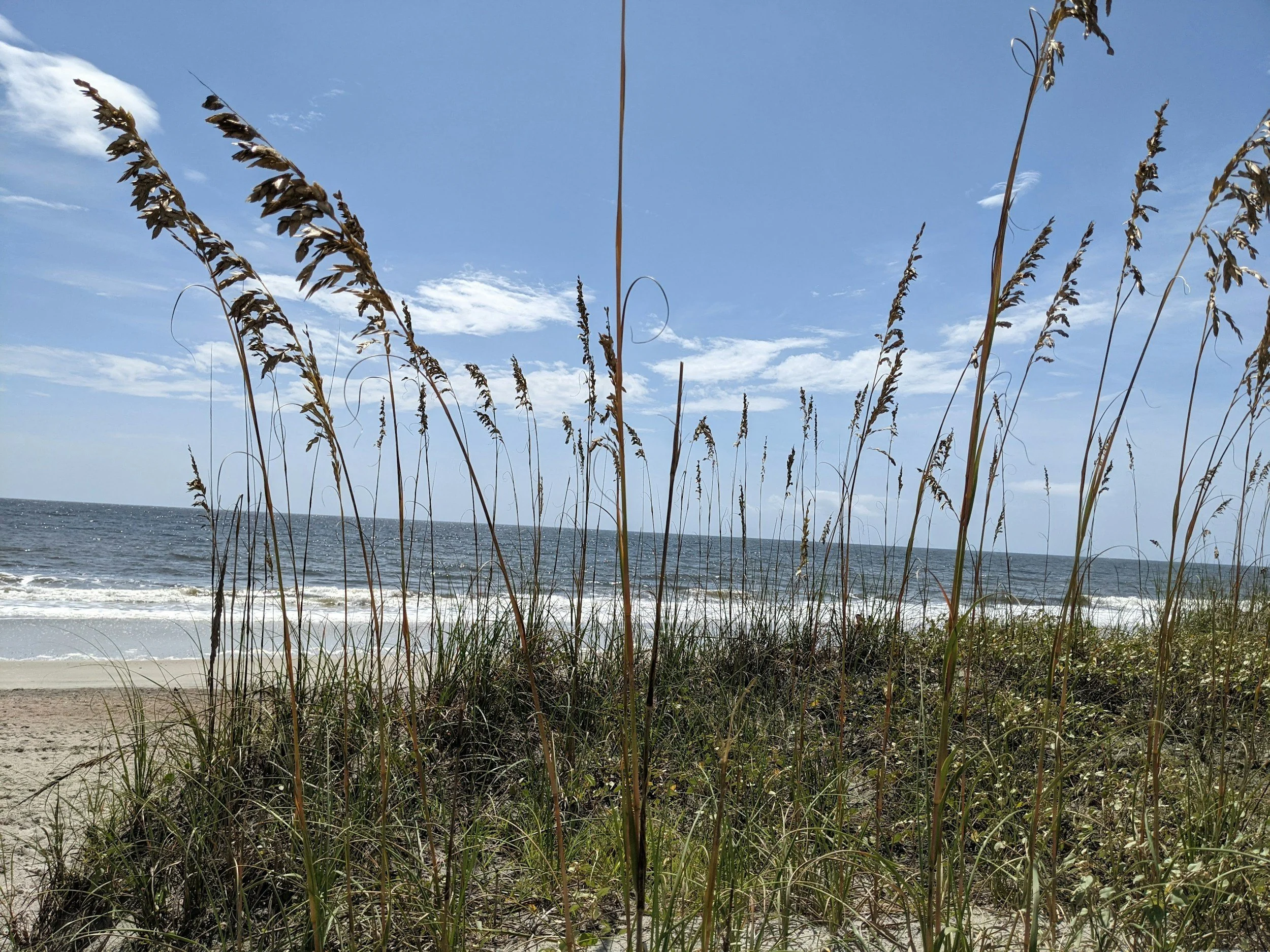 dune plants and the ocean
