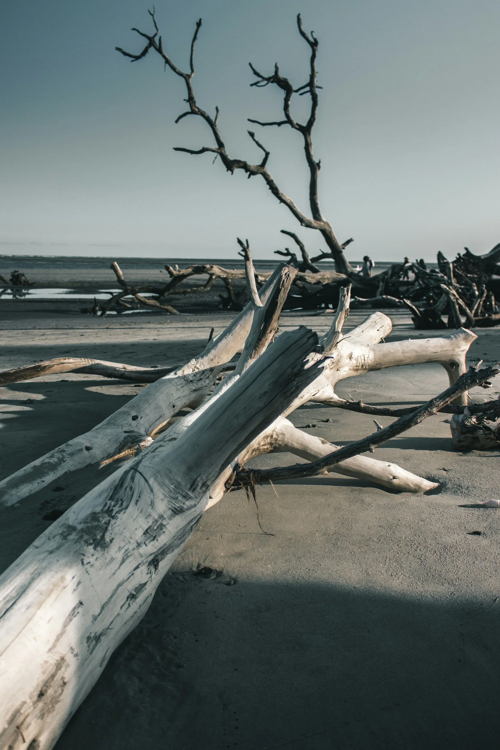 Trees and logs on the beach