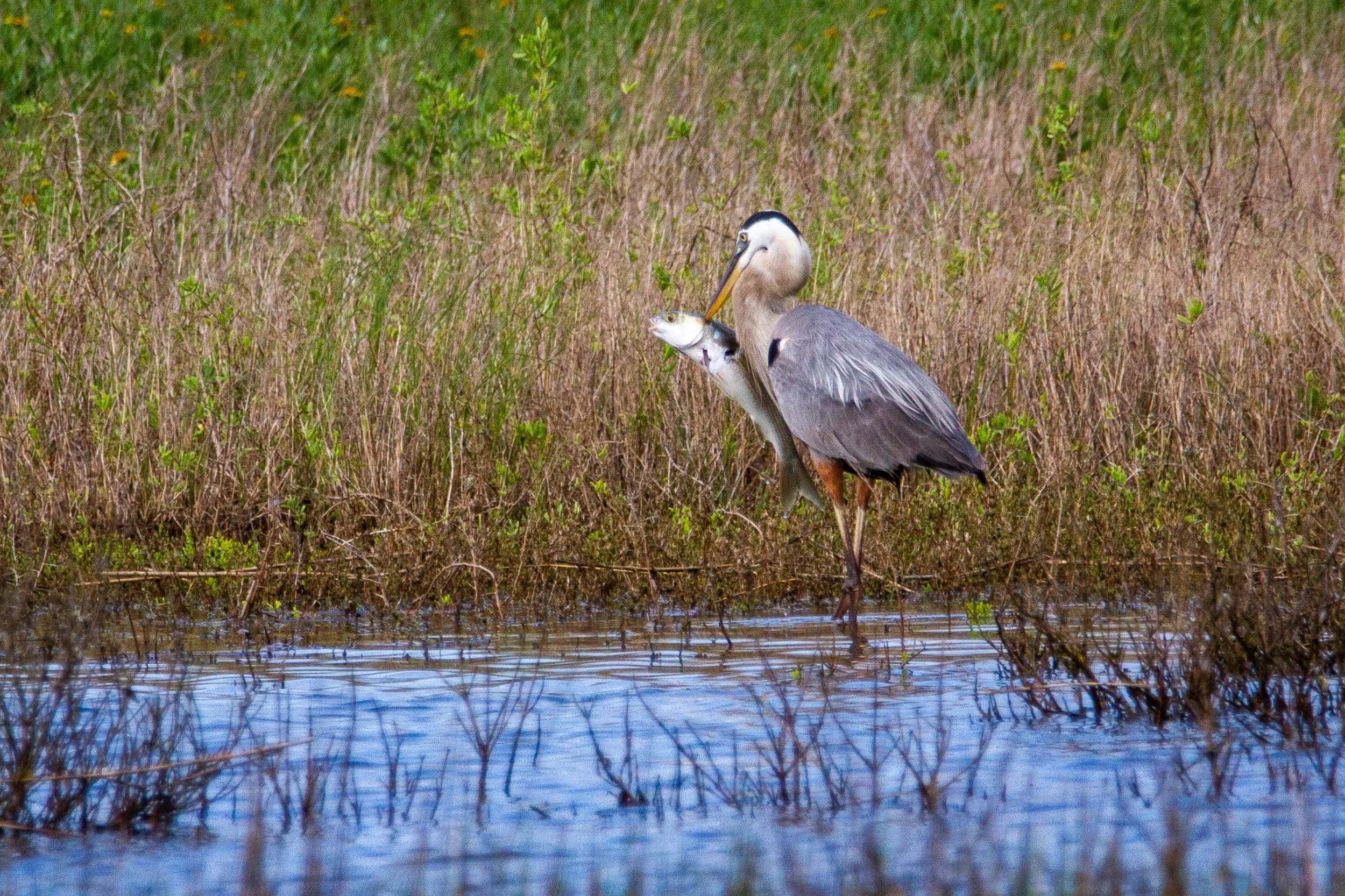 Why are Salt Marshes so Important to North Florida?