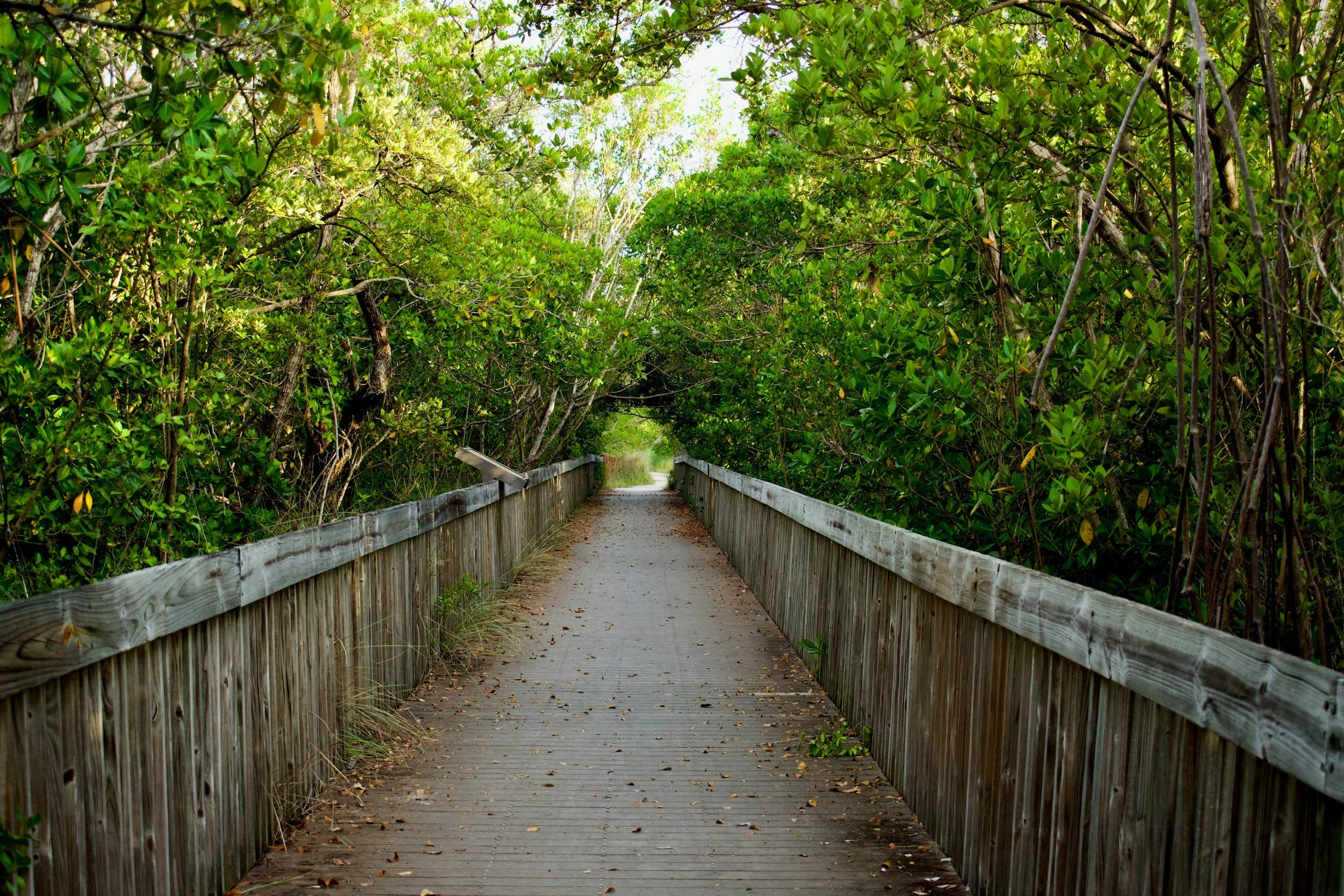 The Best Boardwalks and Nature Trails in Northeast Florida