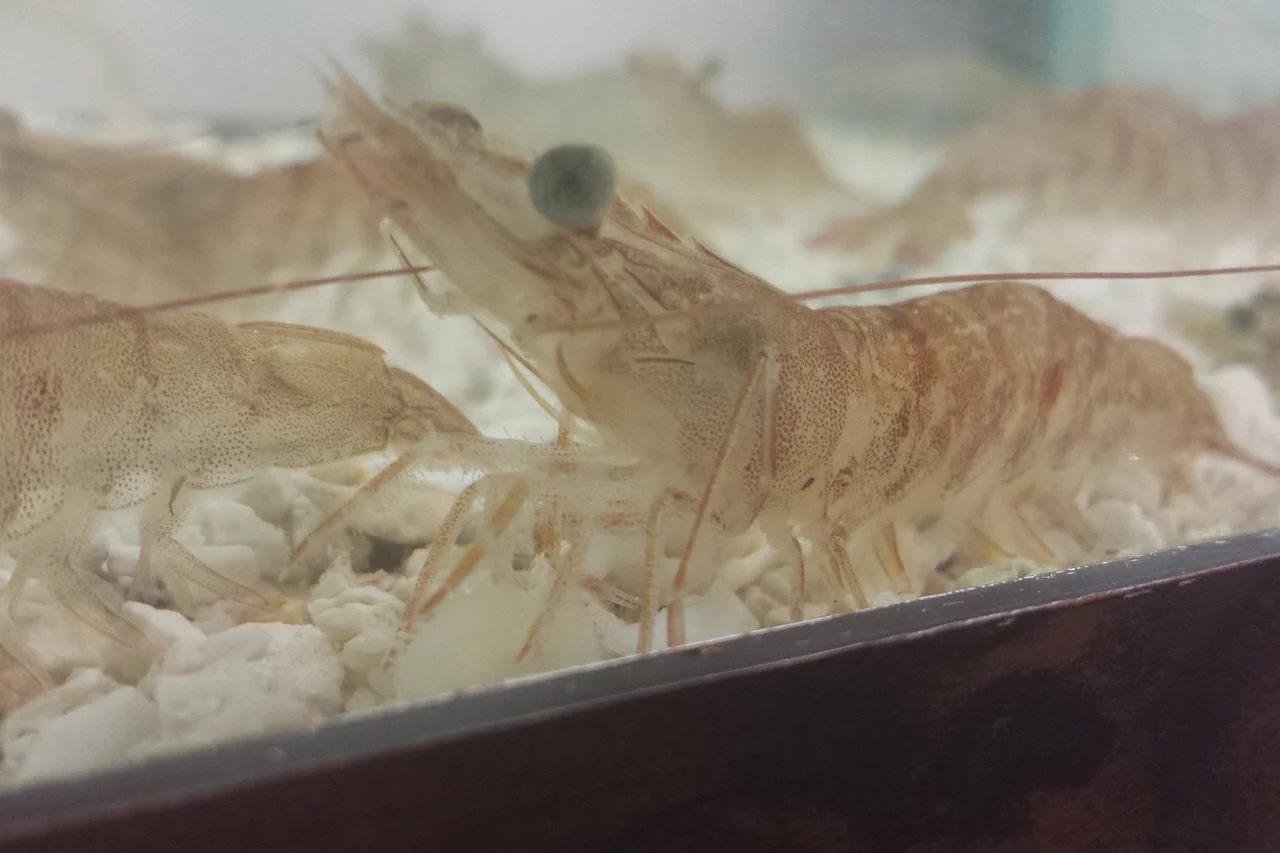 What Do Shrimp Eat? — Timoti's
