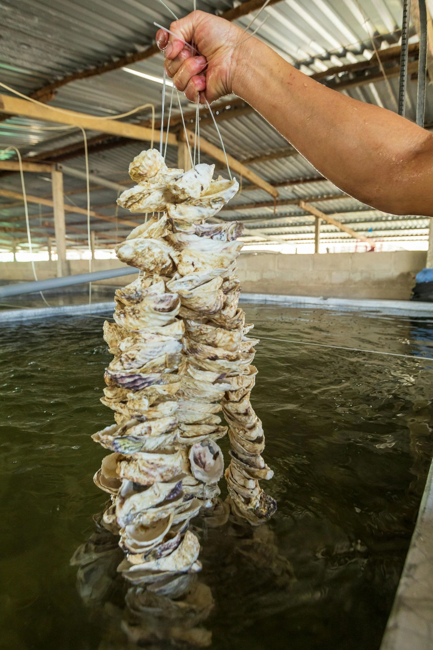 Oysters being farmed in an inshore suspension method