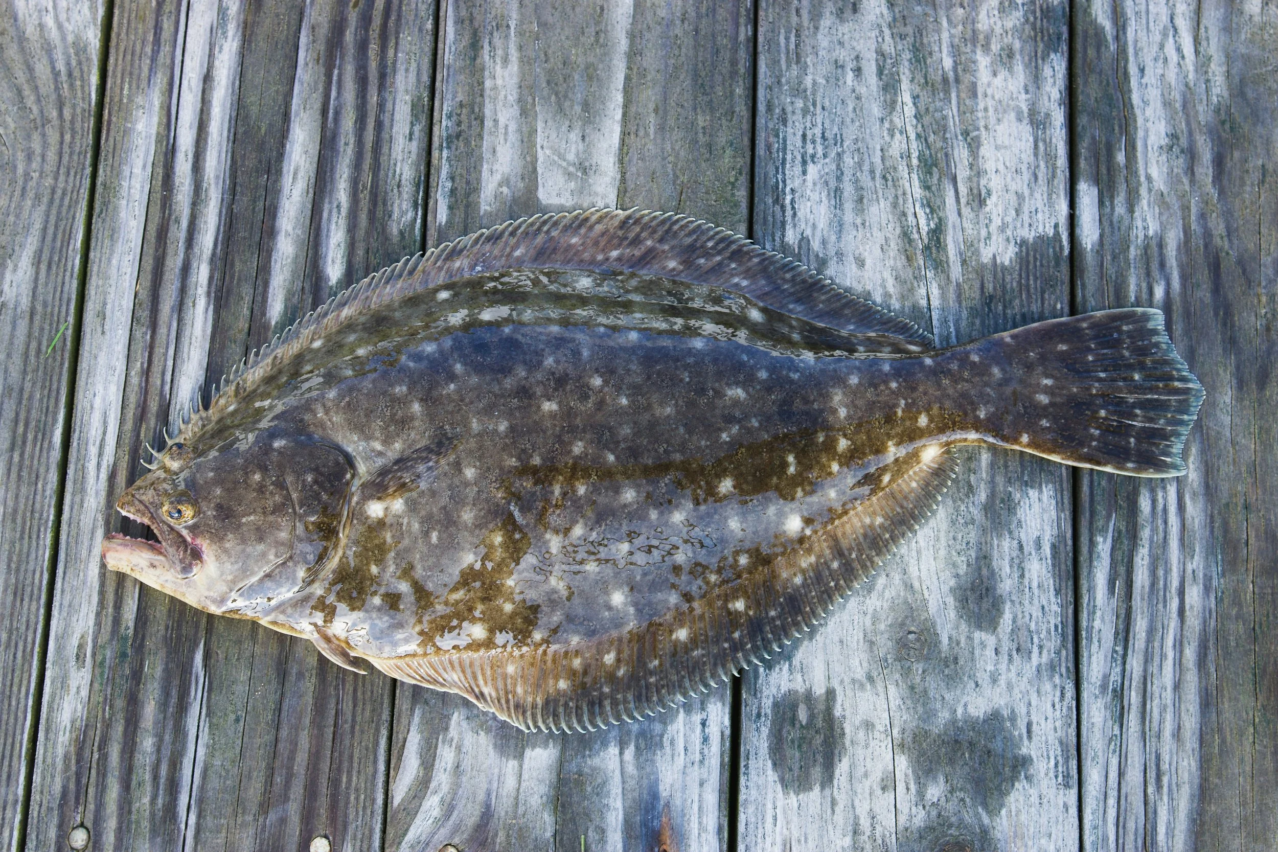 flounder on dock