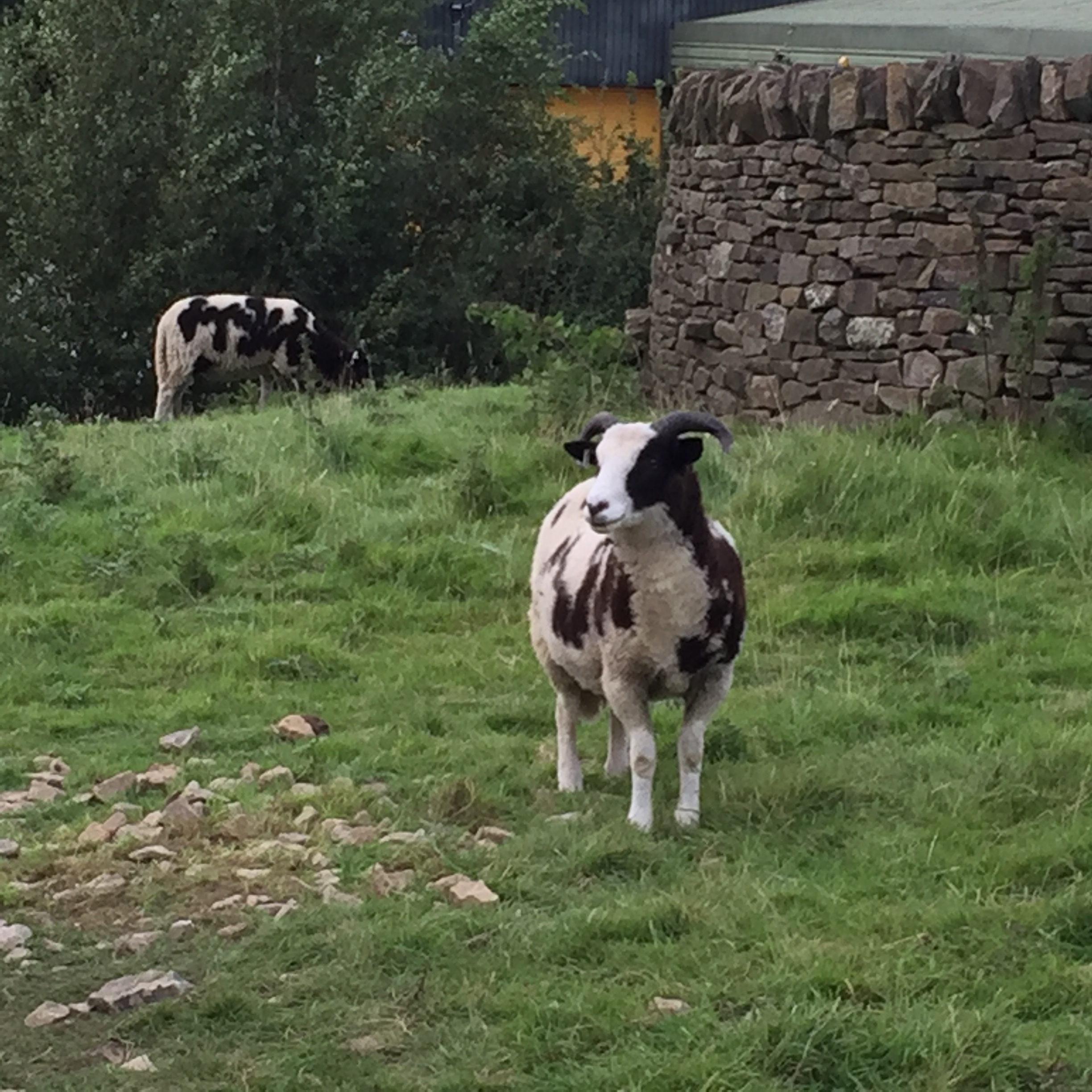 Suspicious Jacob lamb