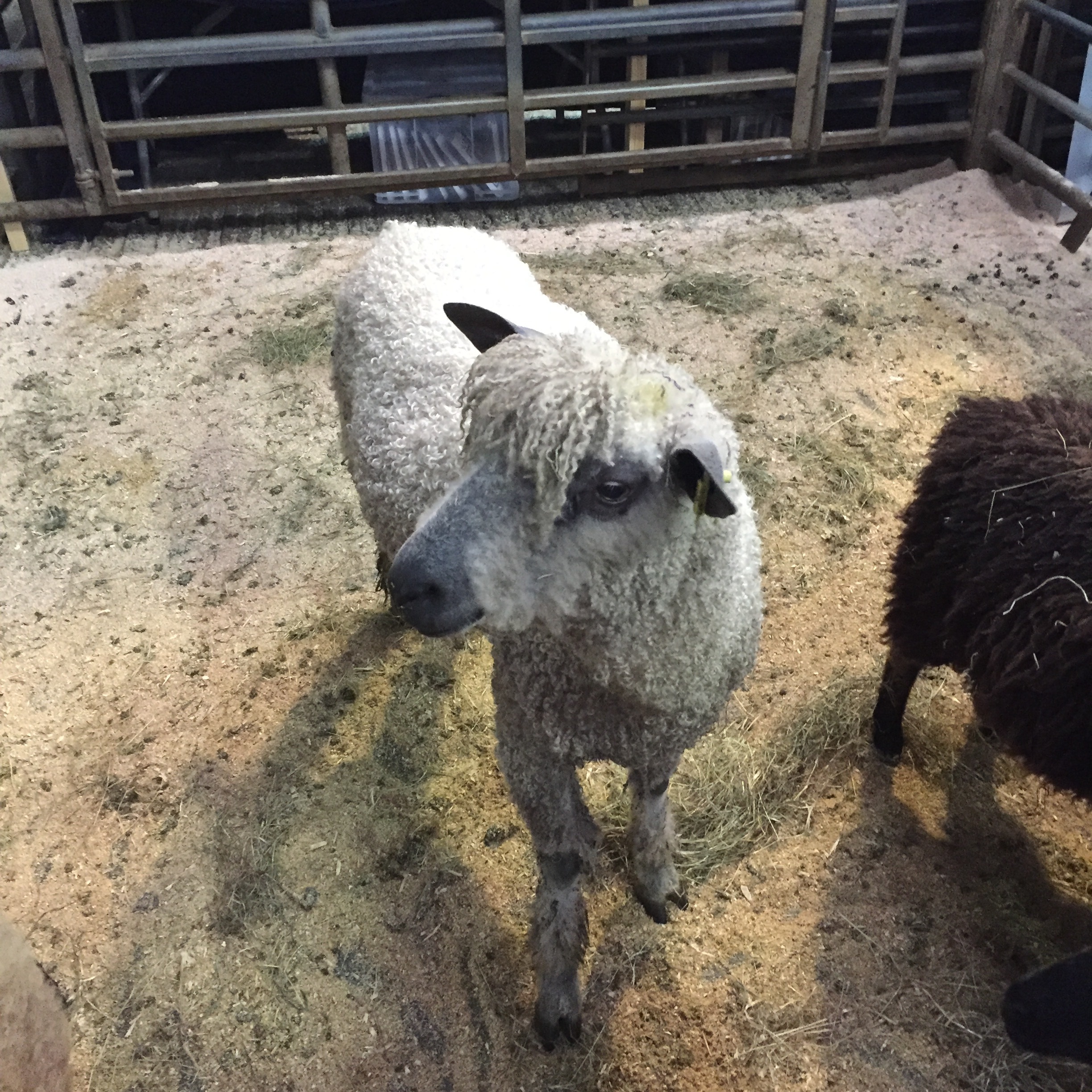 Wensleydale with a recent haircut